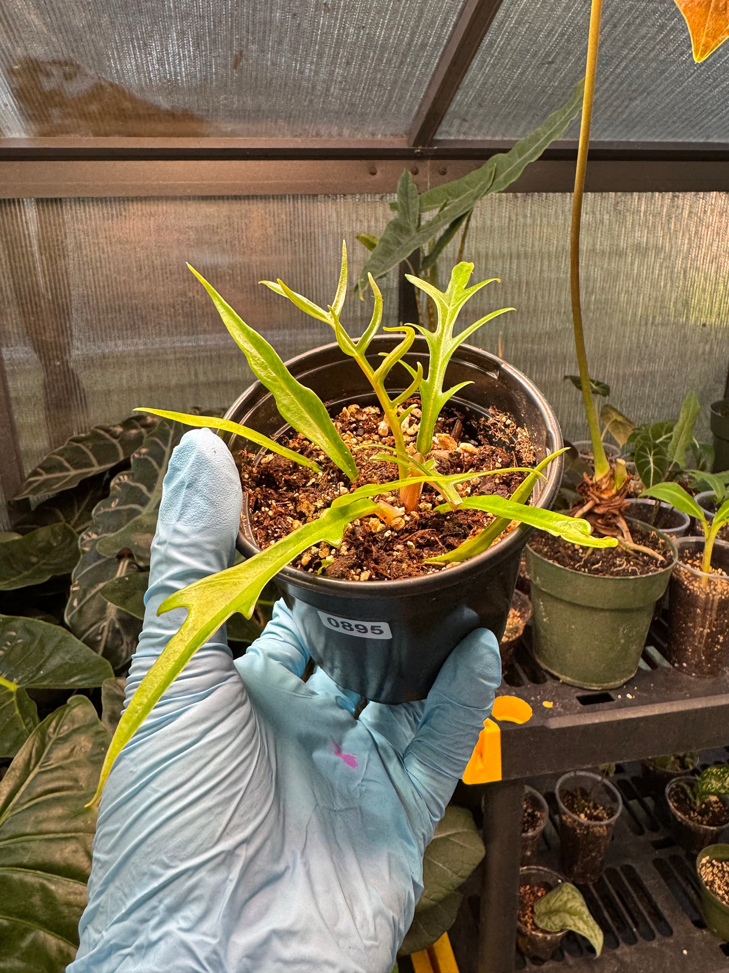 Philodendron Tortum