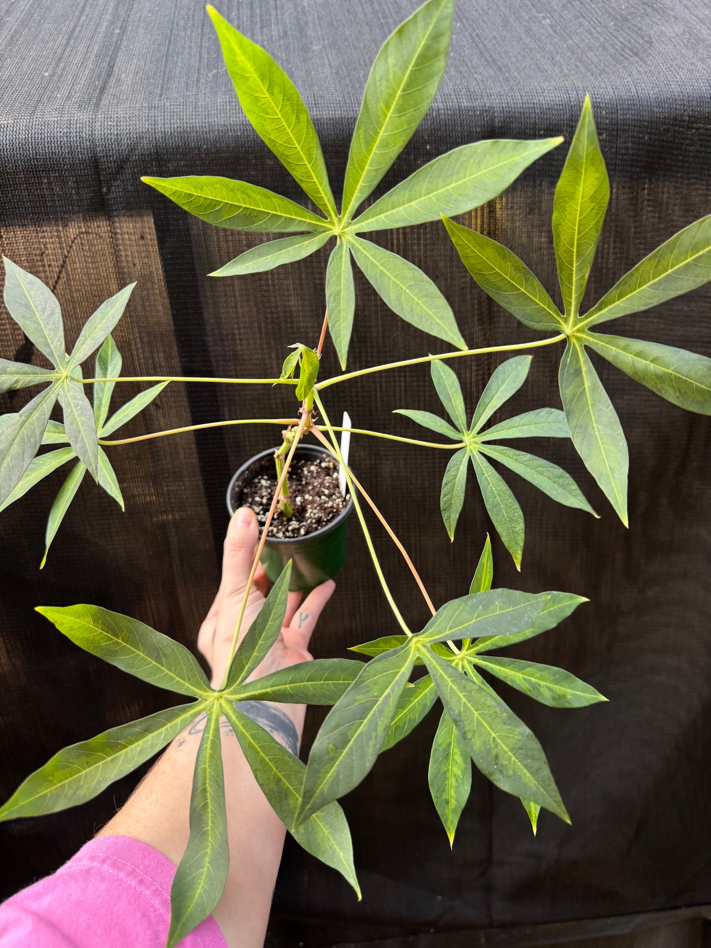 1217 | 4” Cassava Variegated