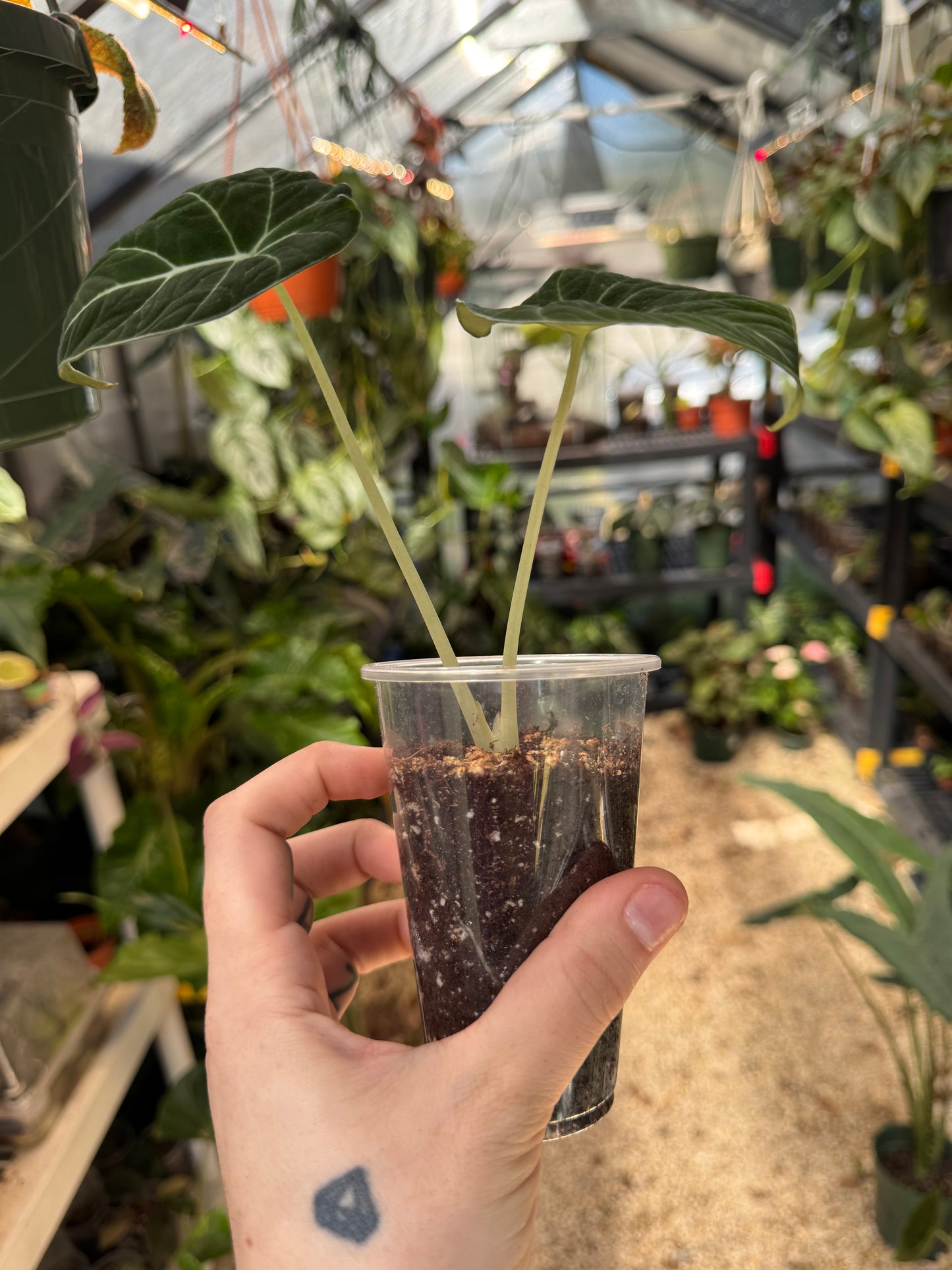 Alocasia Black Velvet