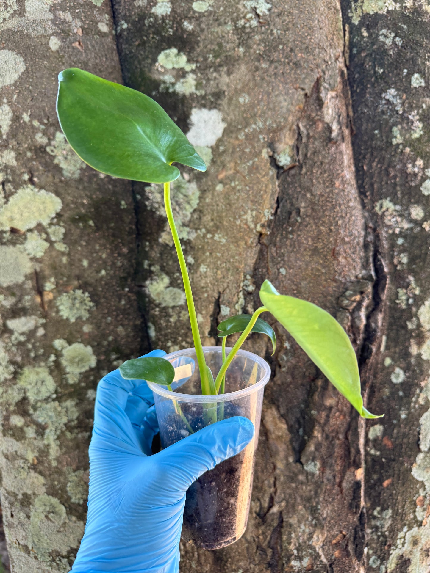 1037 | 3.5” Monstera Deliciosa