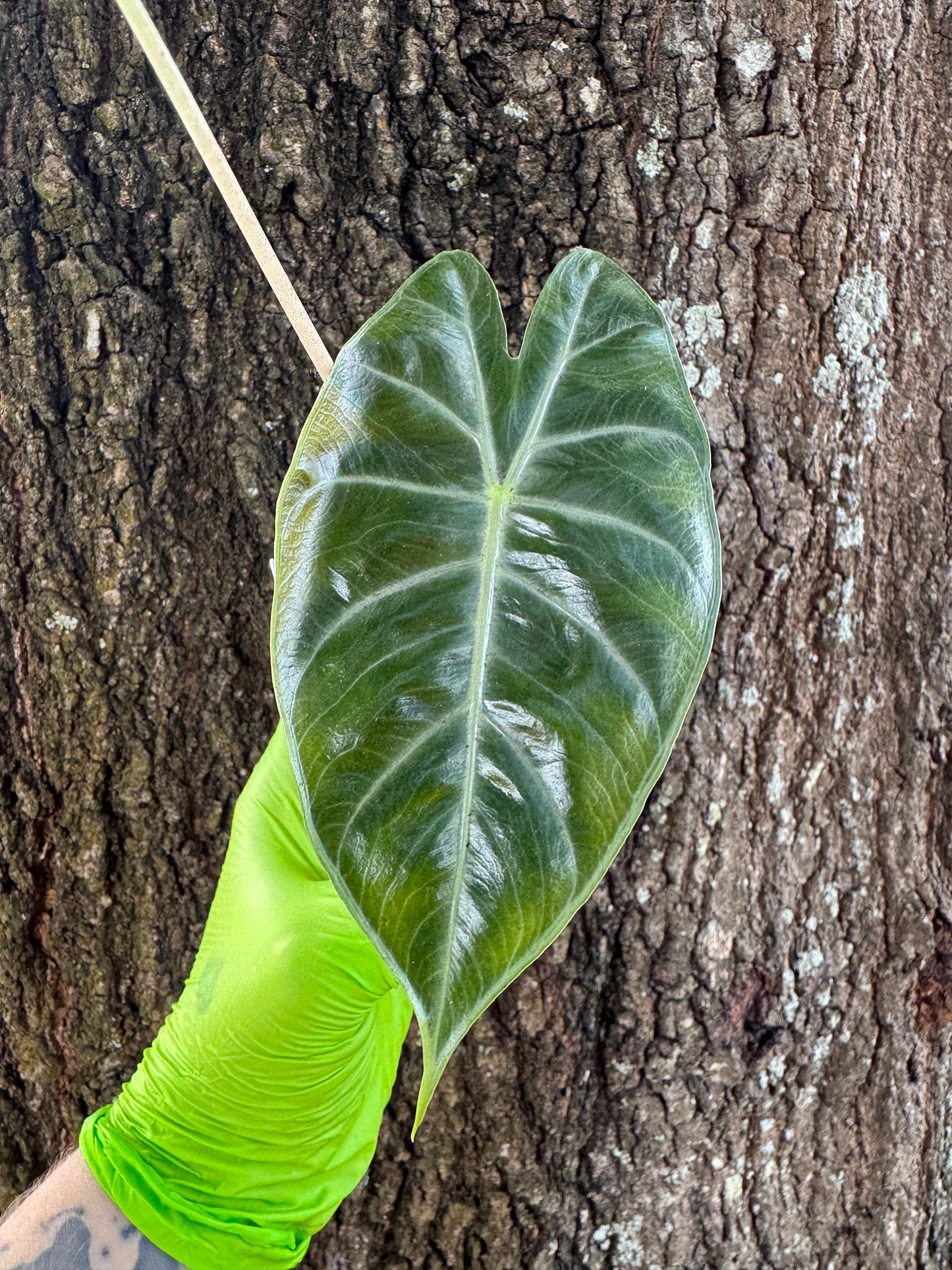 0957 | 3.5" Alocasia Pink Dragon