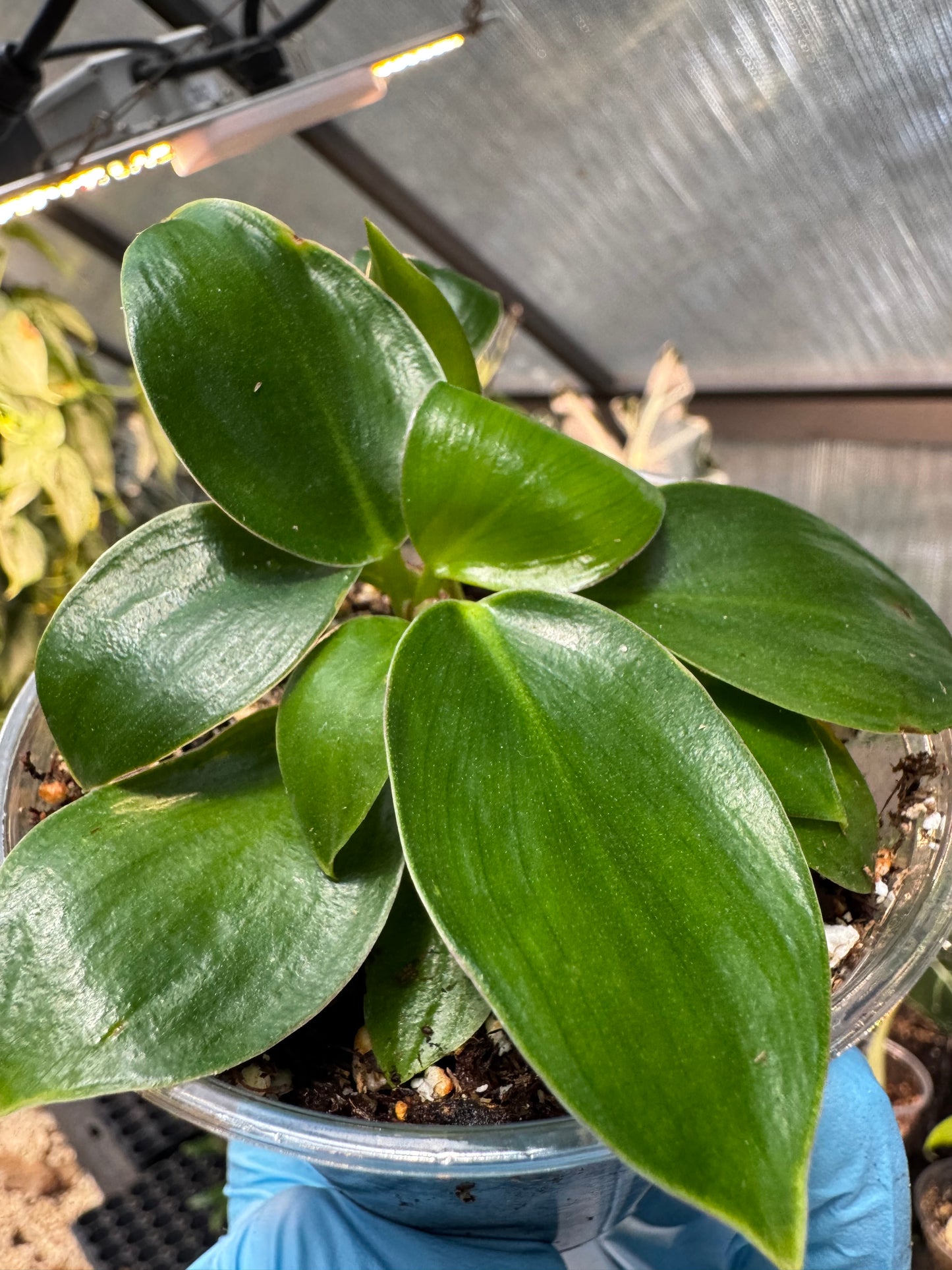 Philodendron Birkin
