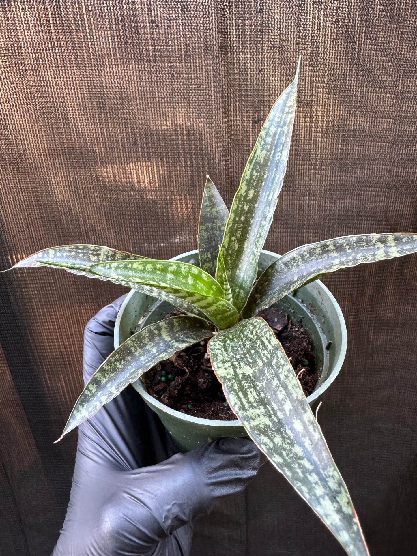 1210 | 4" Sanseveria Tiger