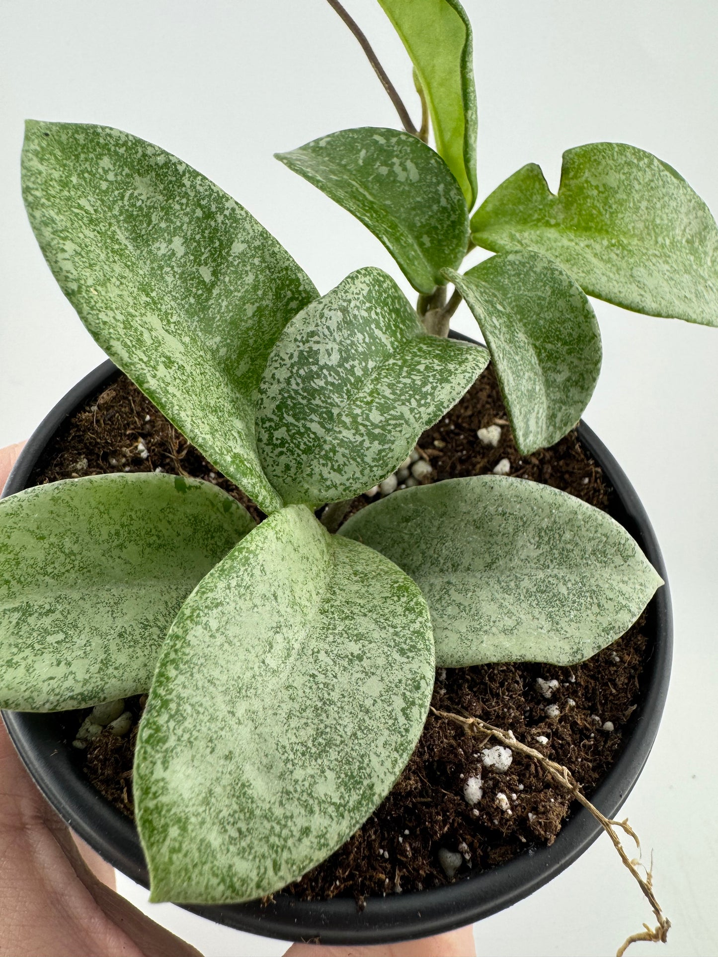 1195 | 4" Hoya Nova Ghost