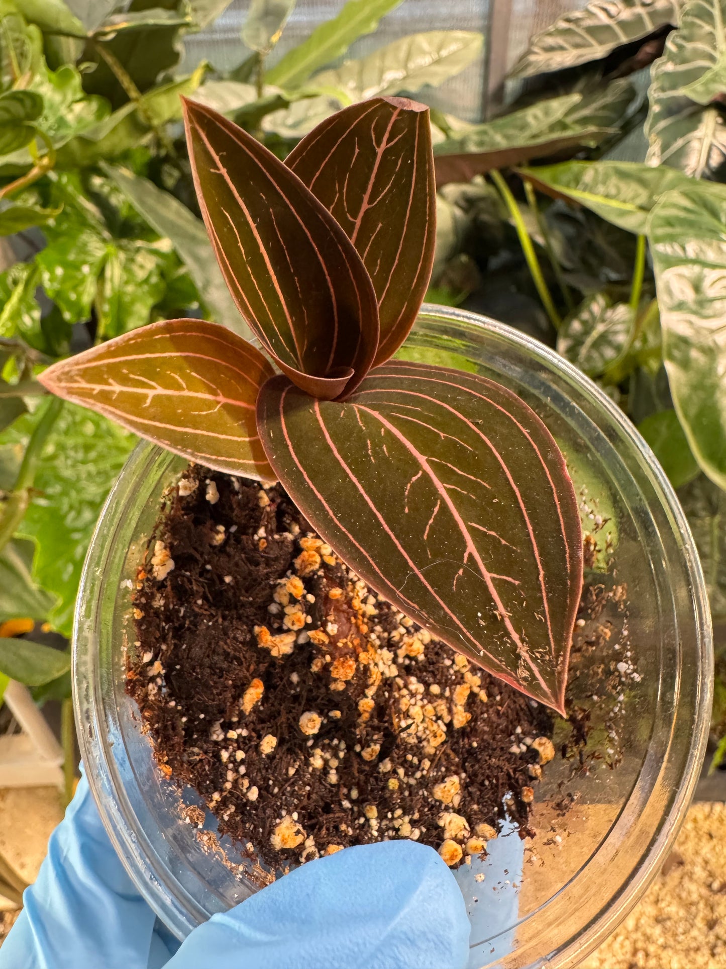 Ludisia Discolor