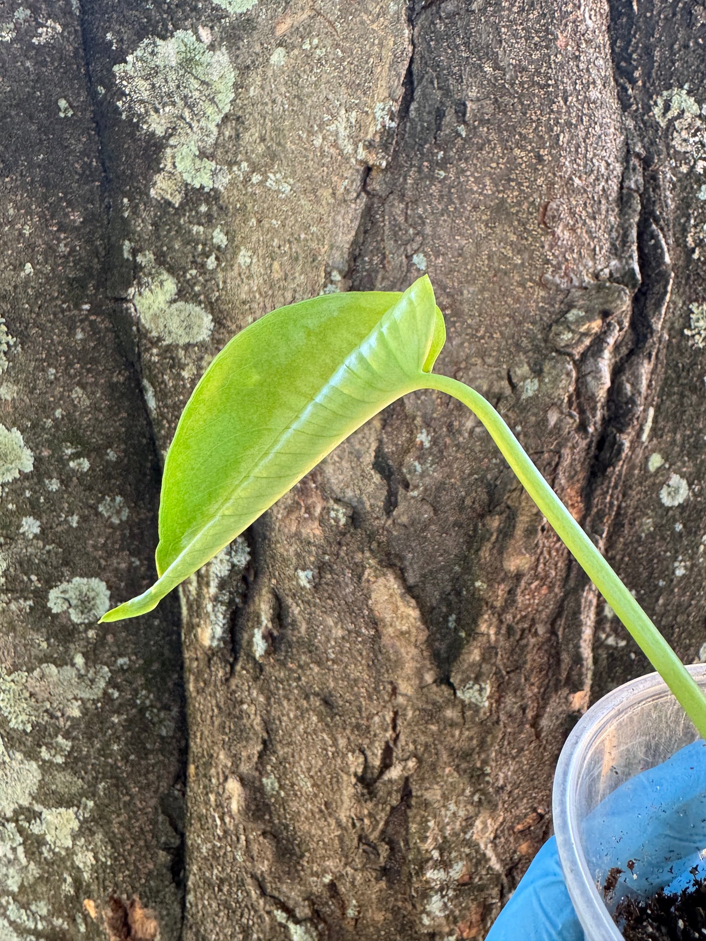 1037 | 3.5” Monstera Deliciosa