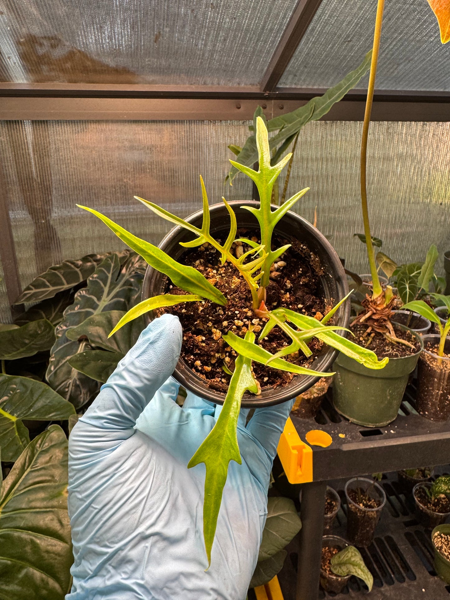Philodendron Tortum