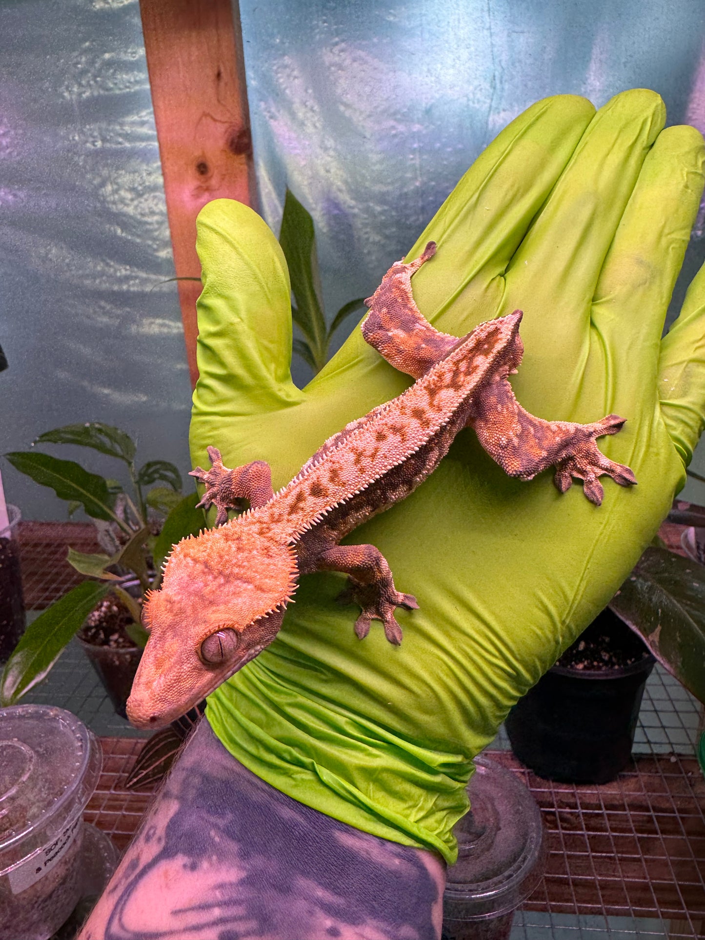 Tricolor Extreme Crested Gecko 21g Male