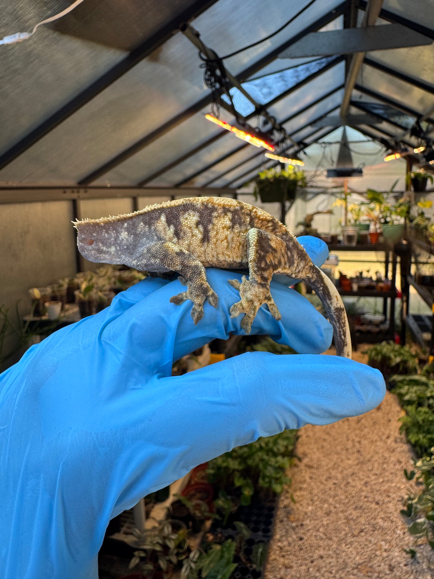 Pizzaz x xxx Extreme Crested Gecko 26g Female