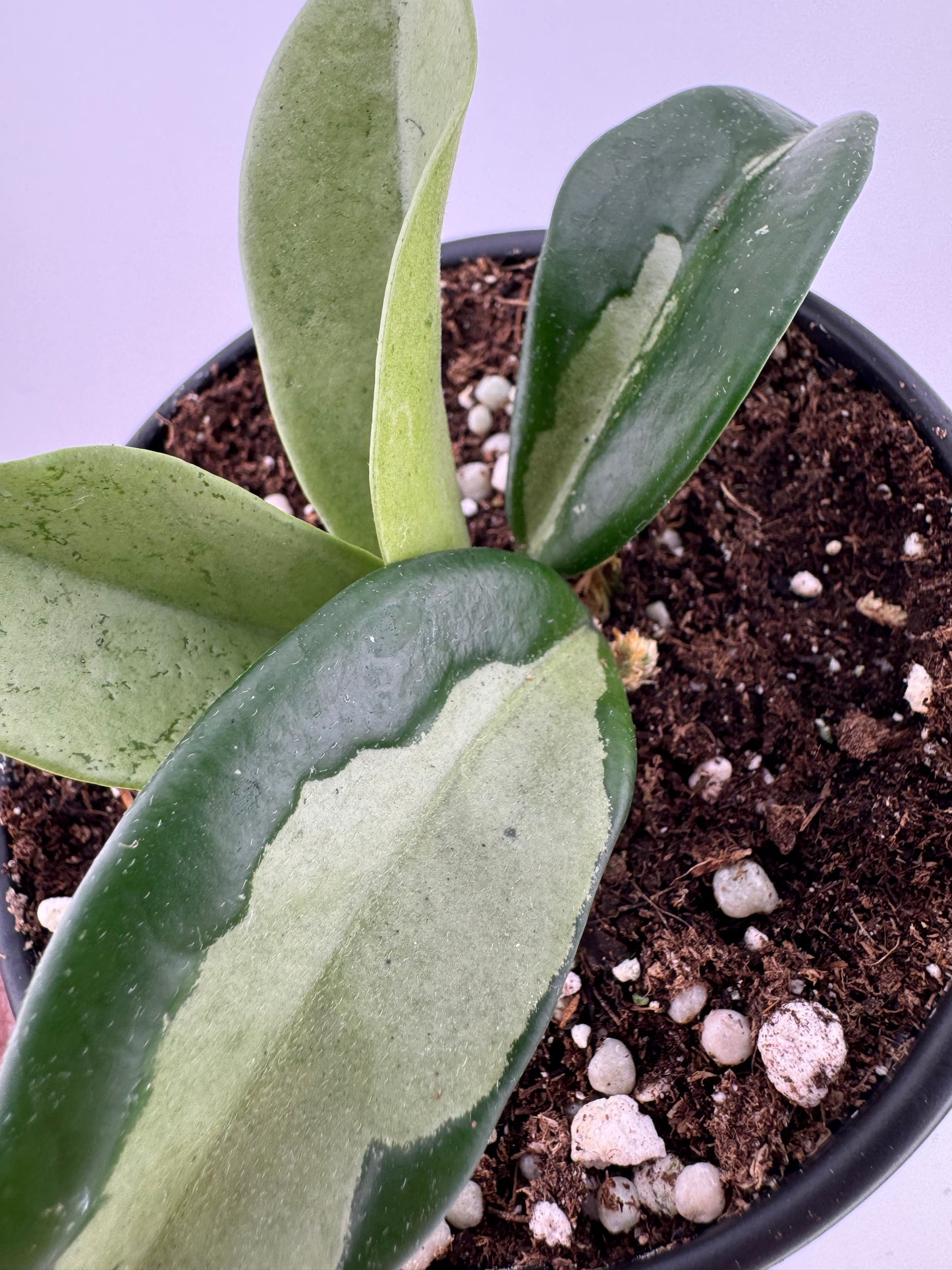 1196 | 4" Hoya Silver Moon