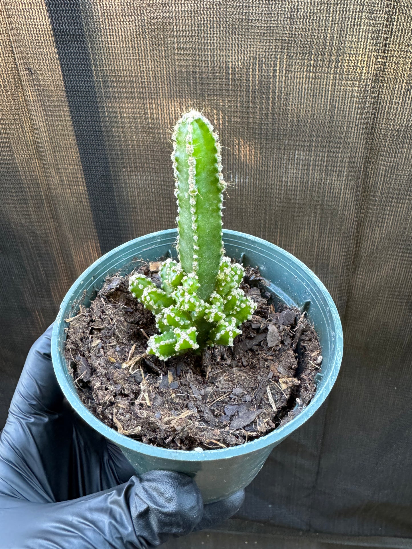 1211 | 4" Fairytale Cactus