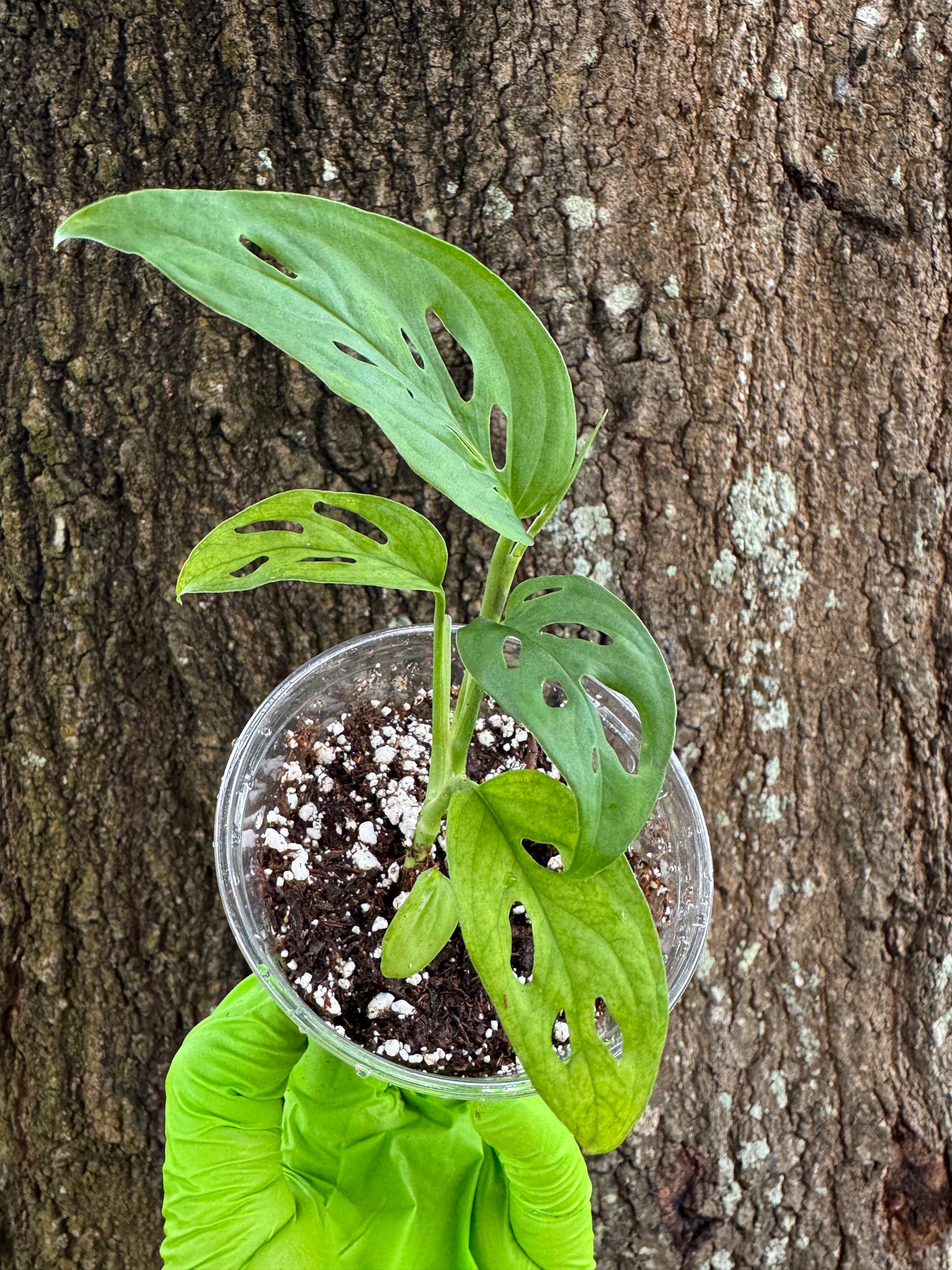 0994 | 3.5" Monstera Obliqua Expilata