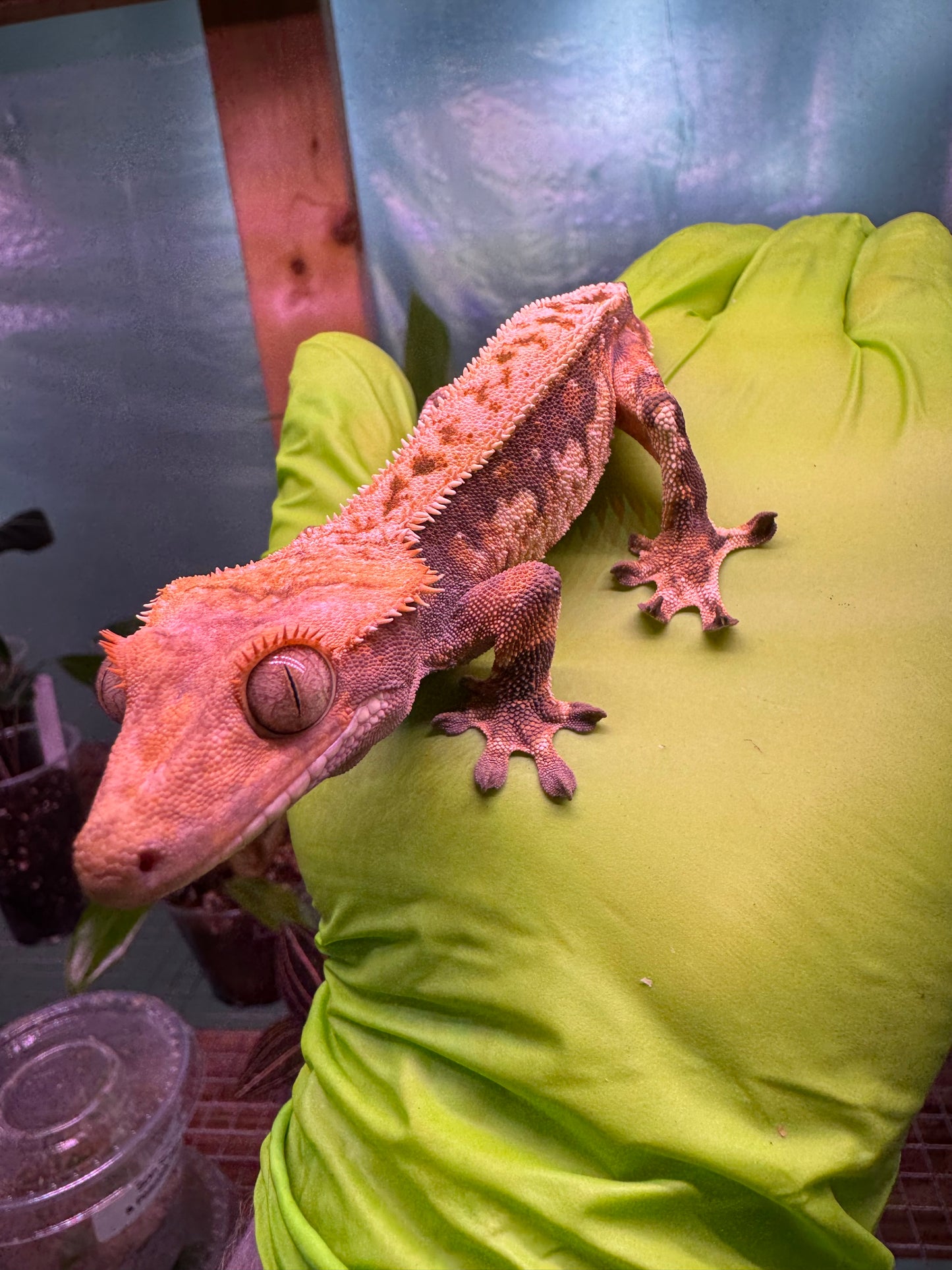 Tricolor Extreme Crested Gecko 21g Male