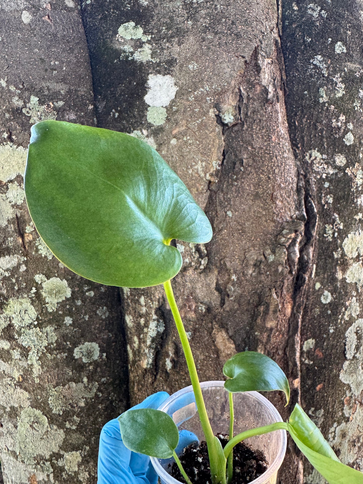 1037 | 3.5” Monstera Deliciosa