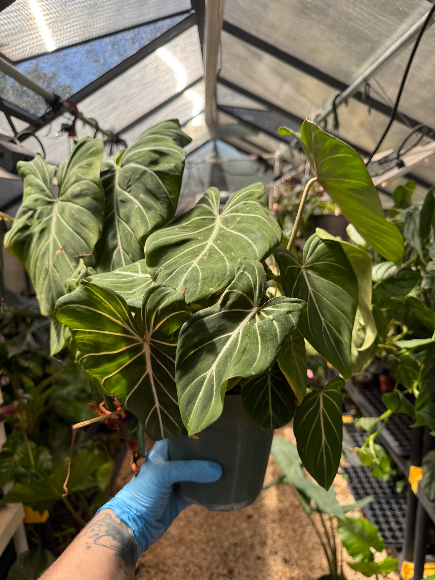 Philodendron Gloriosum