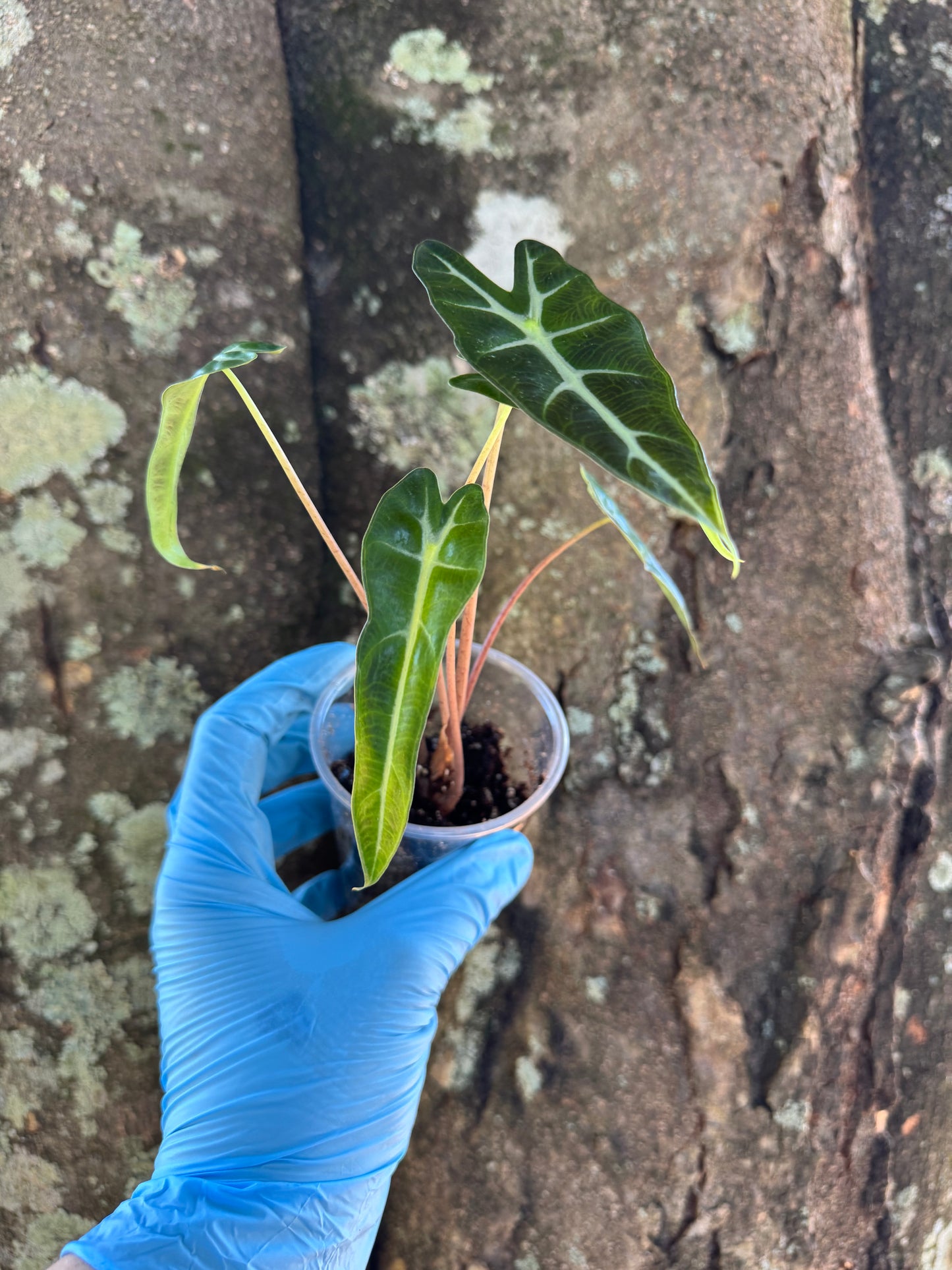 1038 | 3” Alocasia Bambino