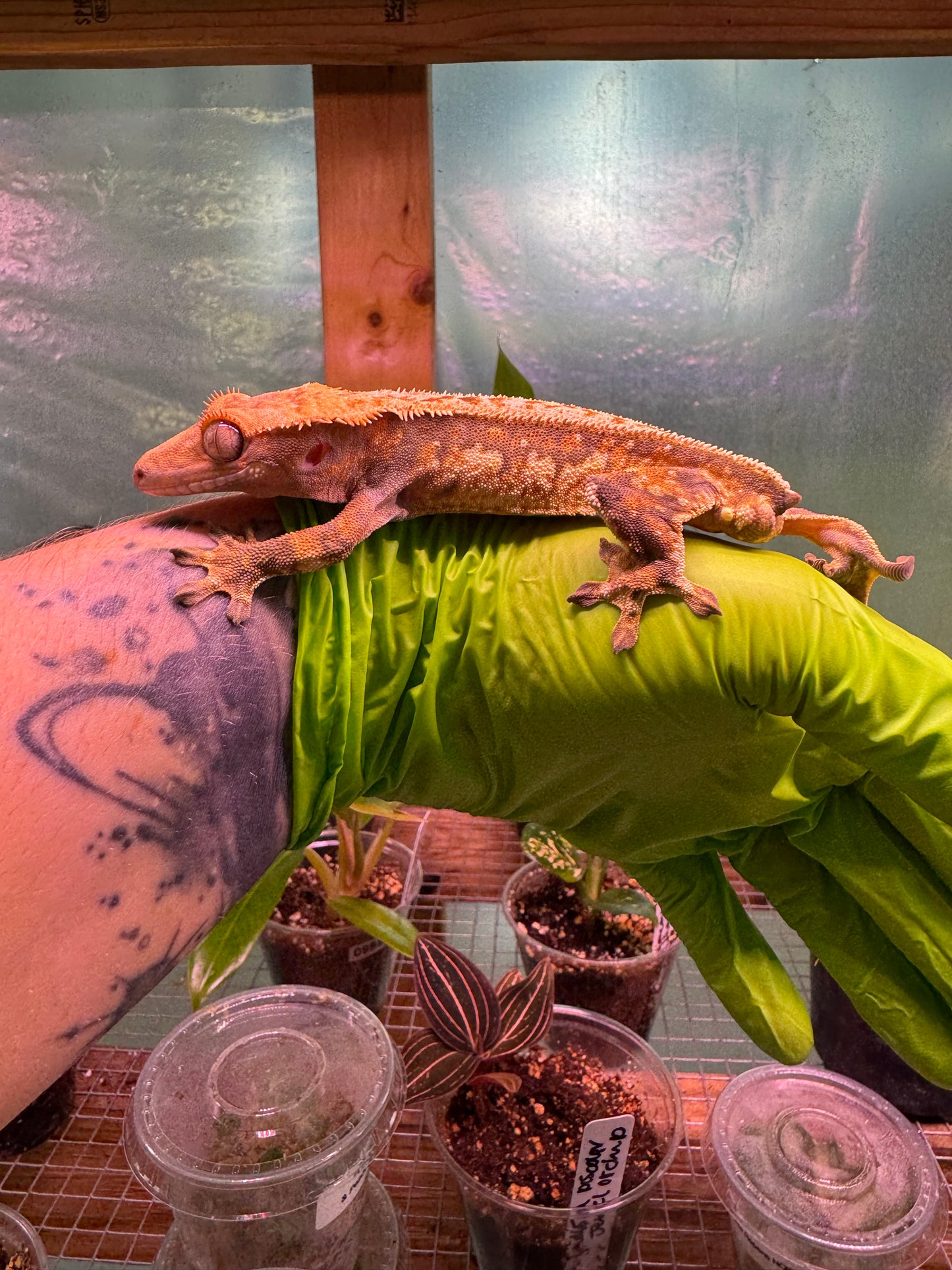 Tricolor Extreme Crested Gecko 21g Male