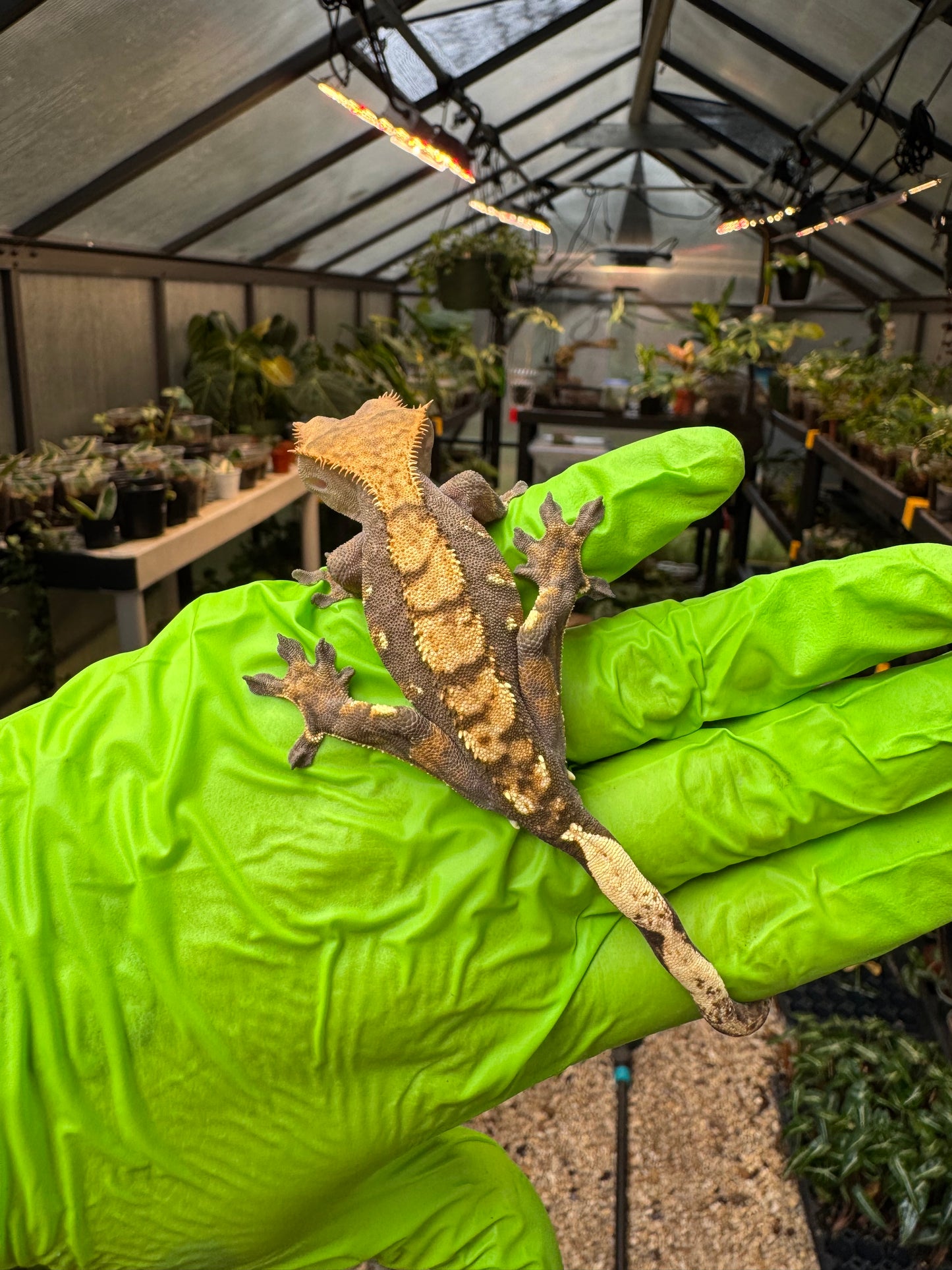 100% het Phantom Crested Gecko 15g Male