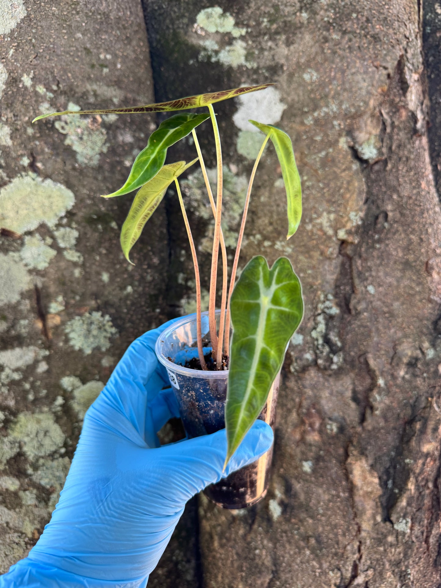 1038 | 3” Alocasia Bambino