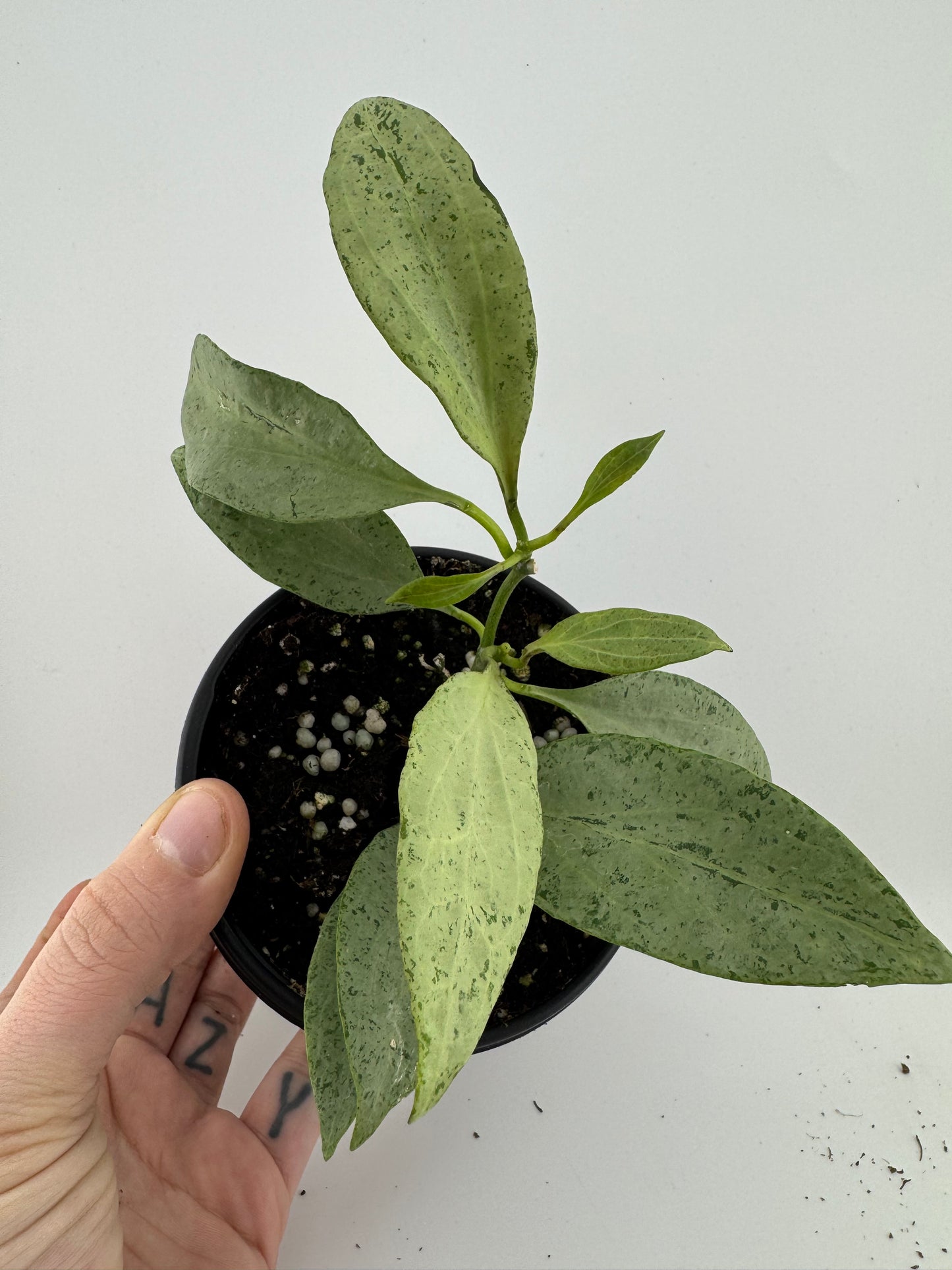 1197 | 4" Hoya New Guinea Ghost