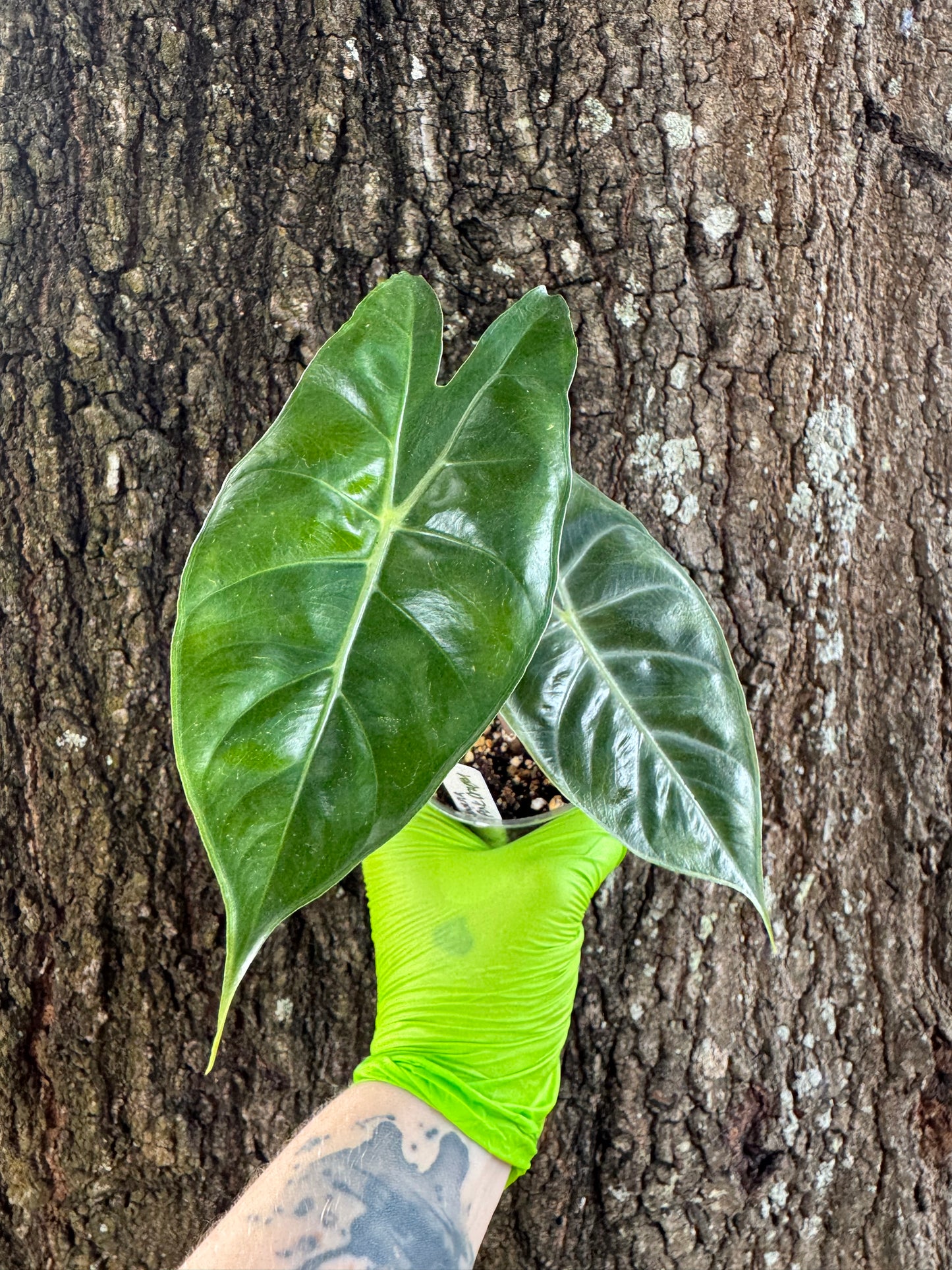 0957 | 3.5" Alocasia Pink Dragon