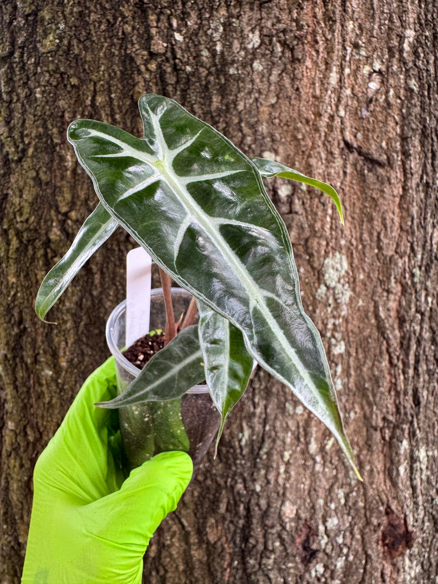 0993 | 3” Alocasia Bambino