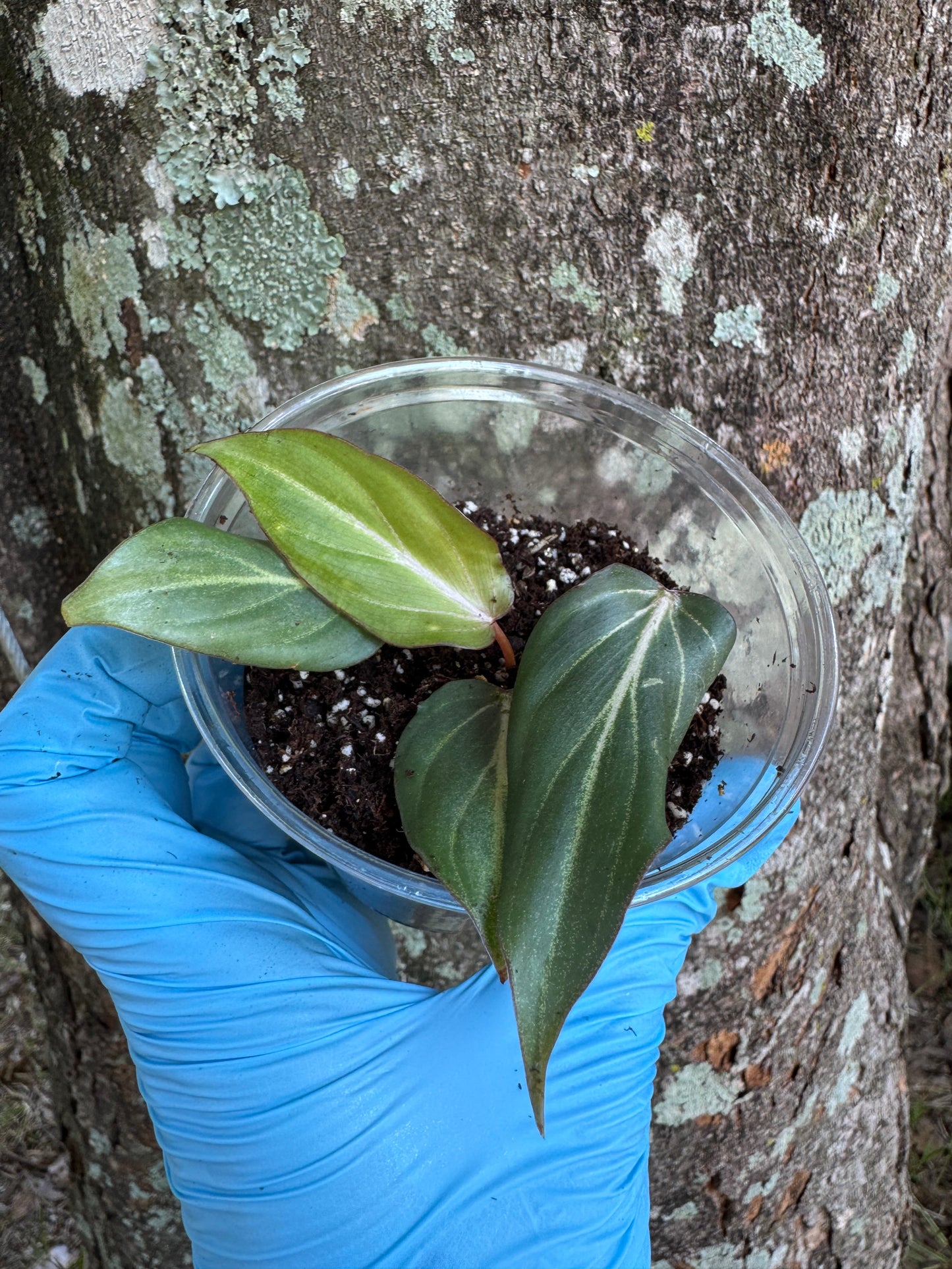 Philodendron Gloriosum