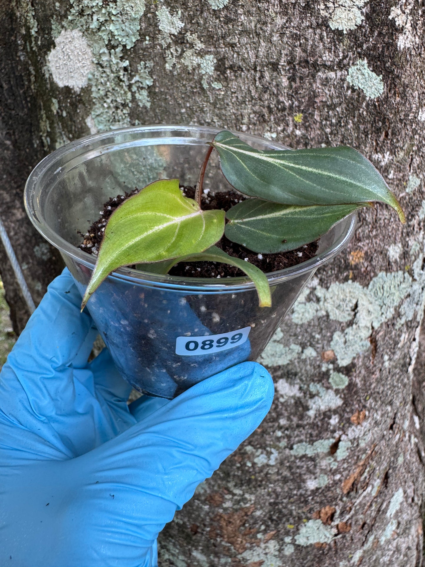 Philodendron Gloriosum