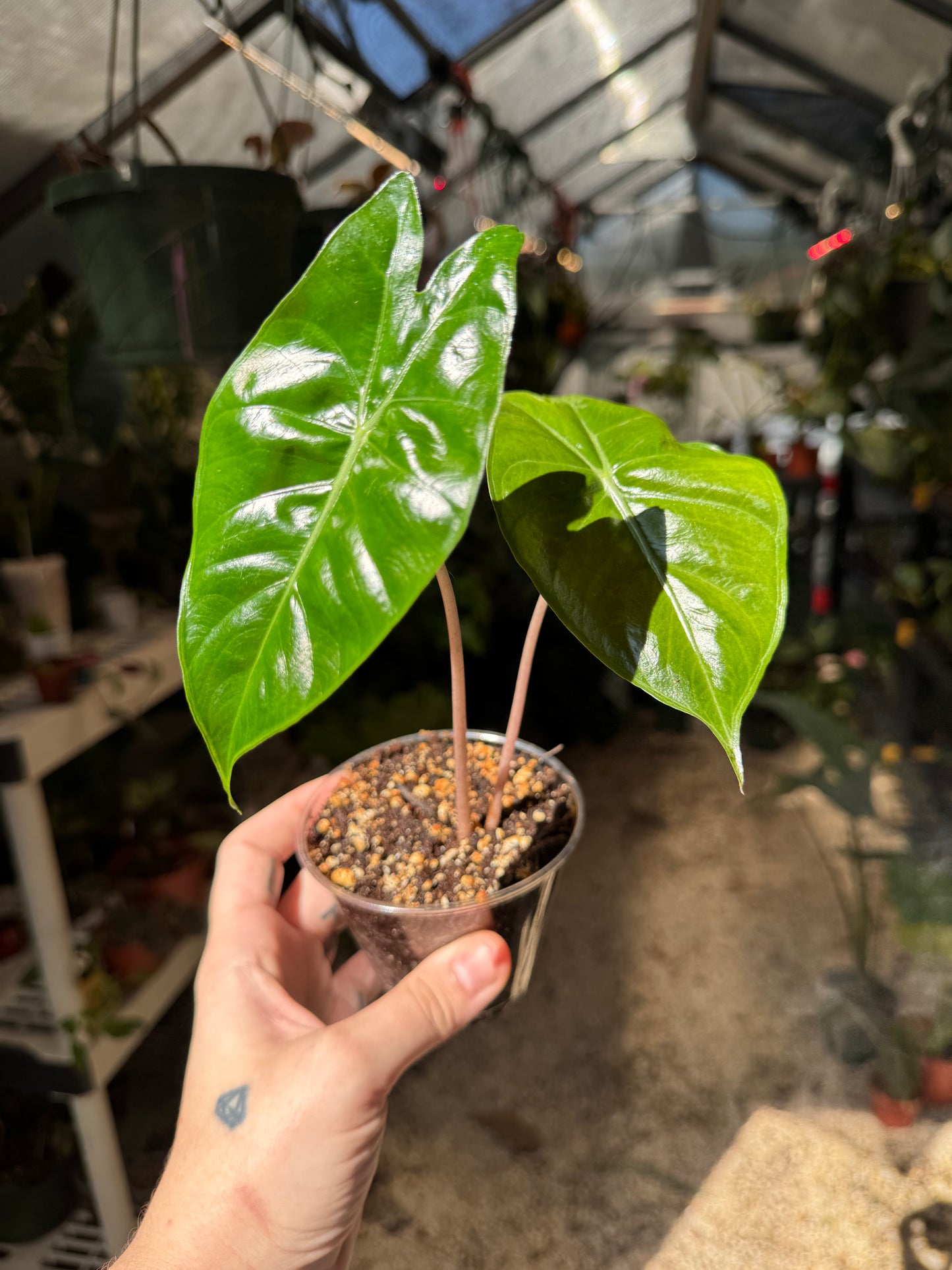Alocasia Pink Dragon