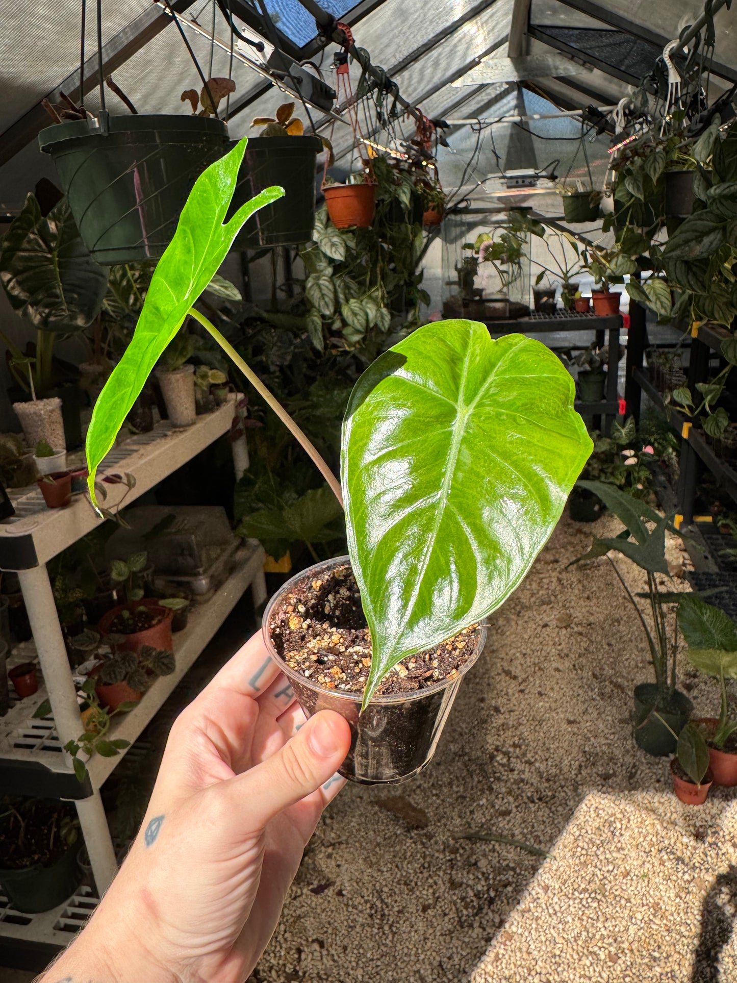 Alocasia Pink Dragon