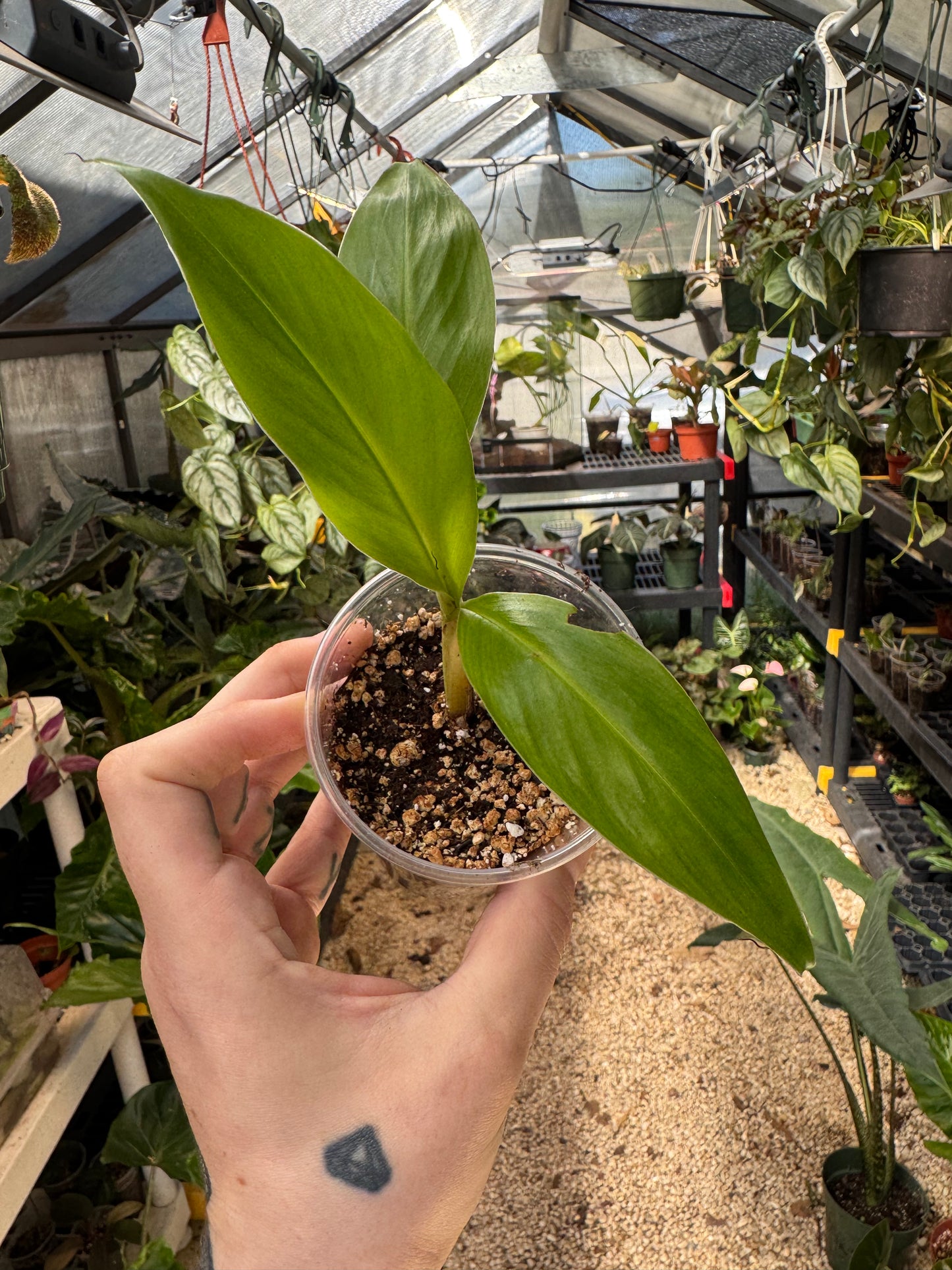 Musa Siam Ruby