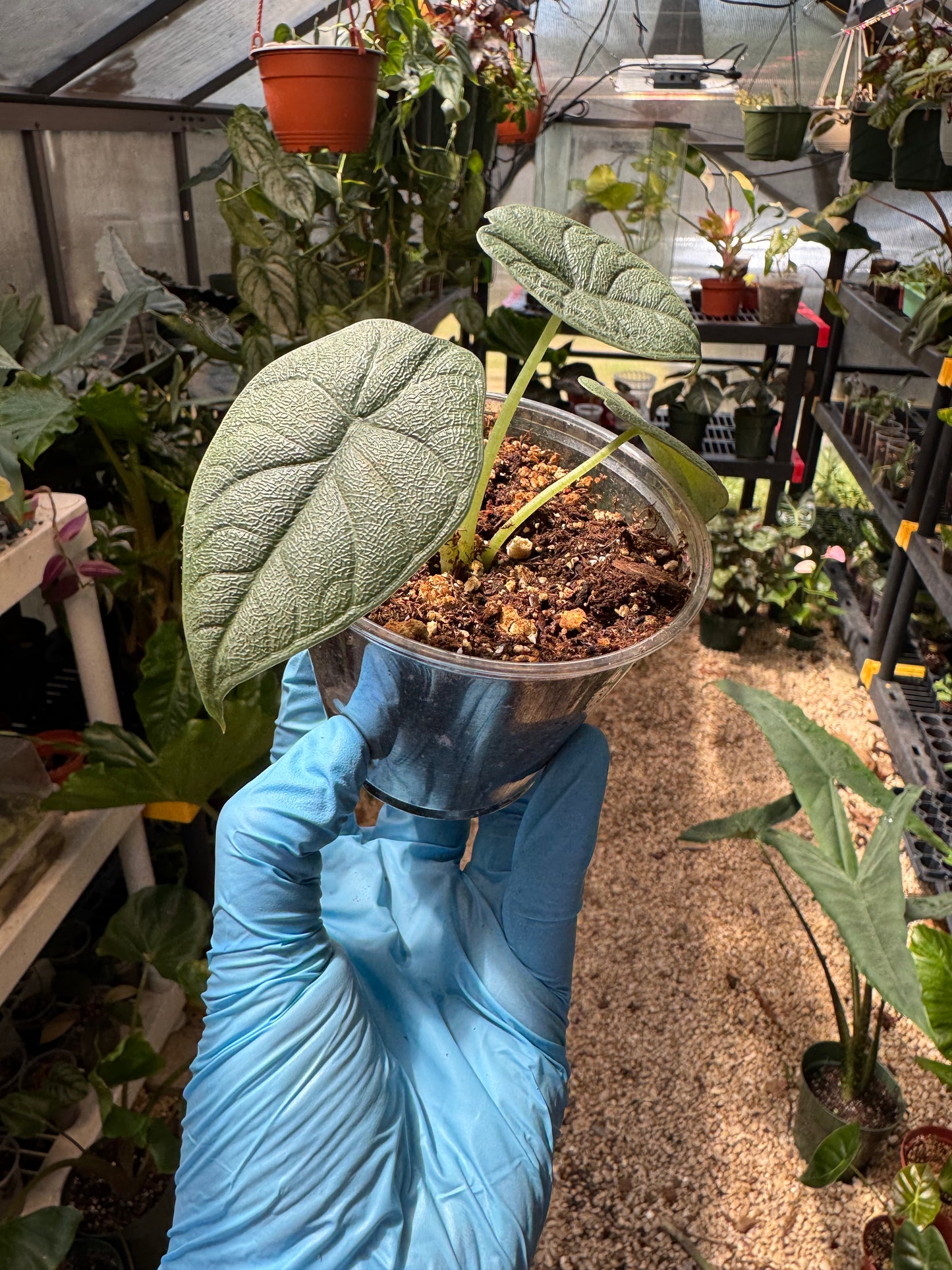 Alocasia Melo