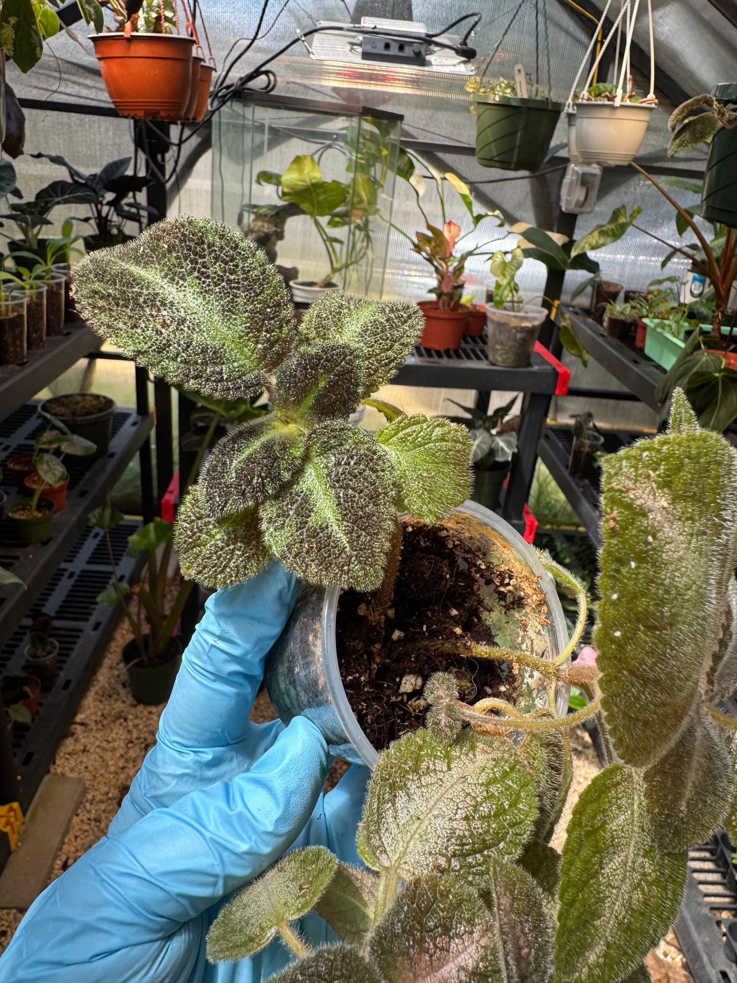 Episcia NOID