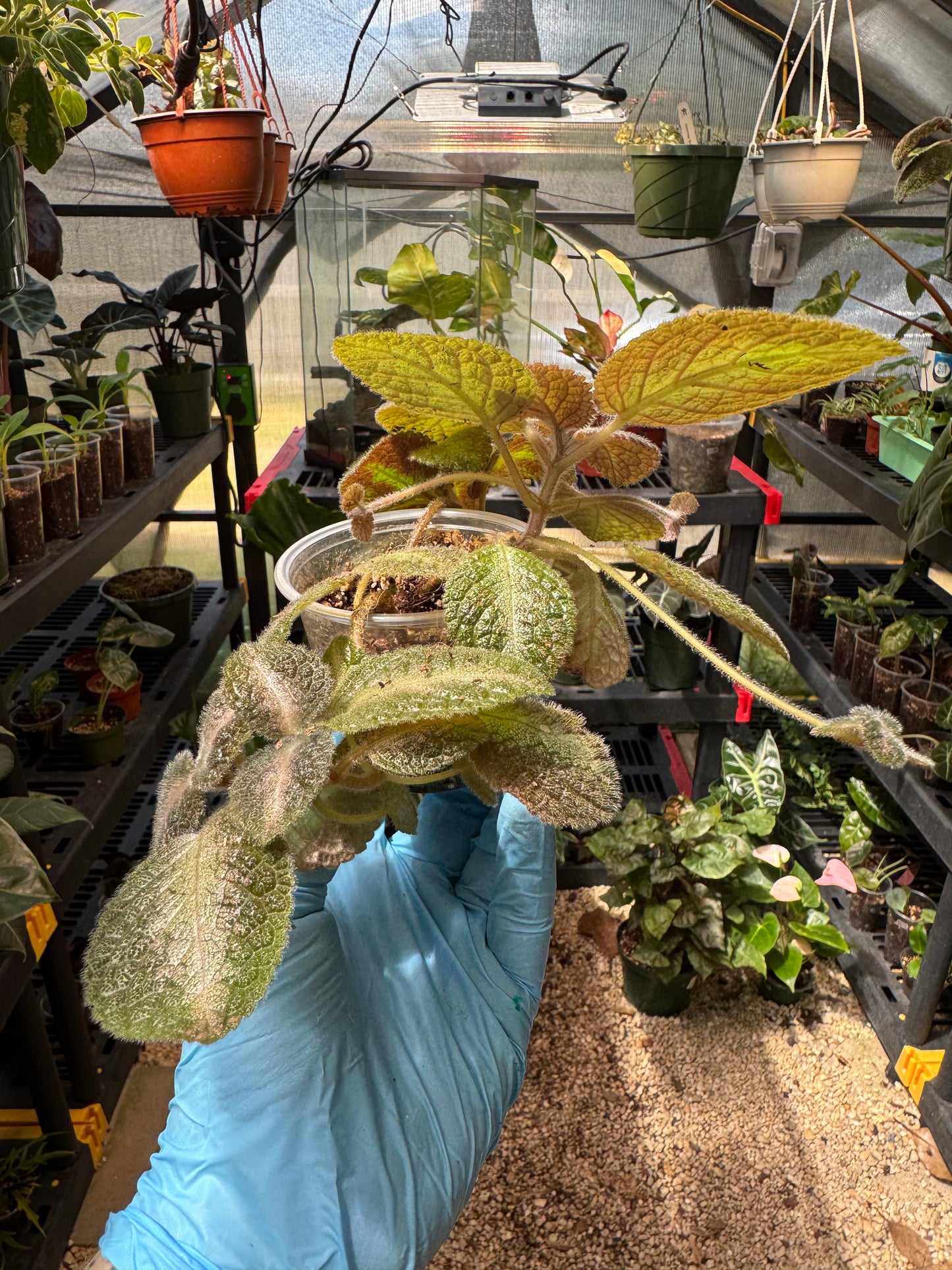 Episcia NOID
