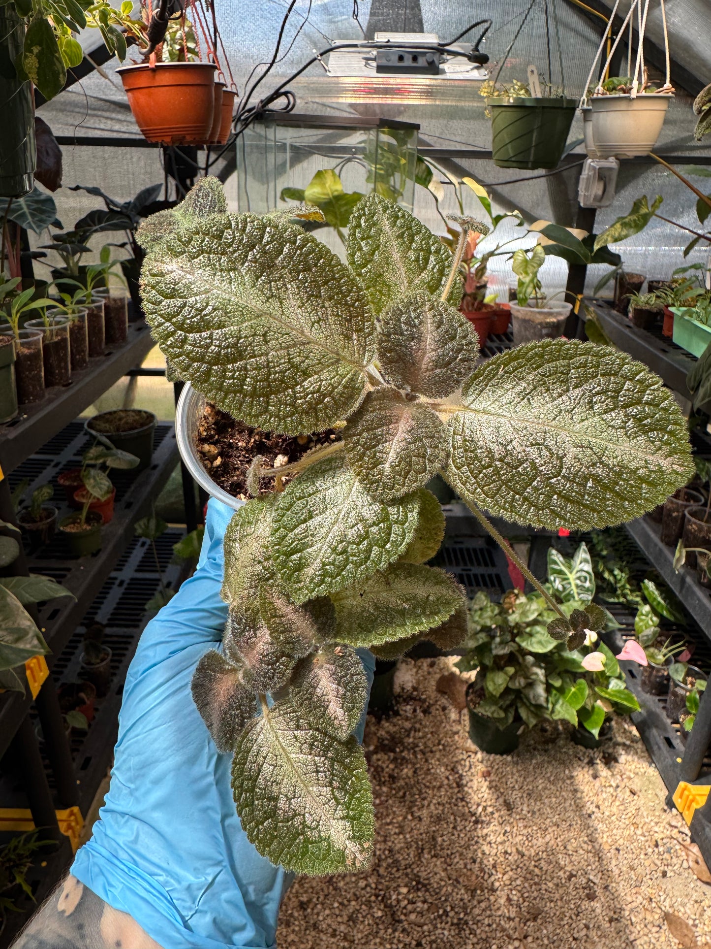 Episcia NOID