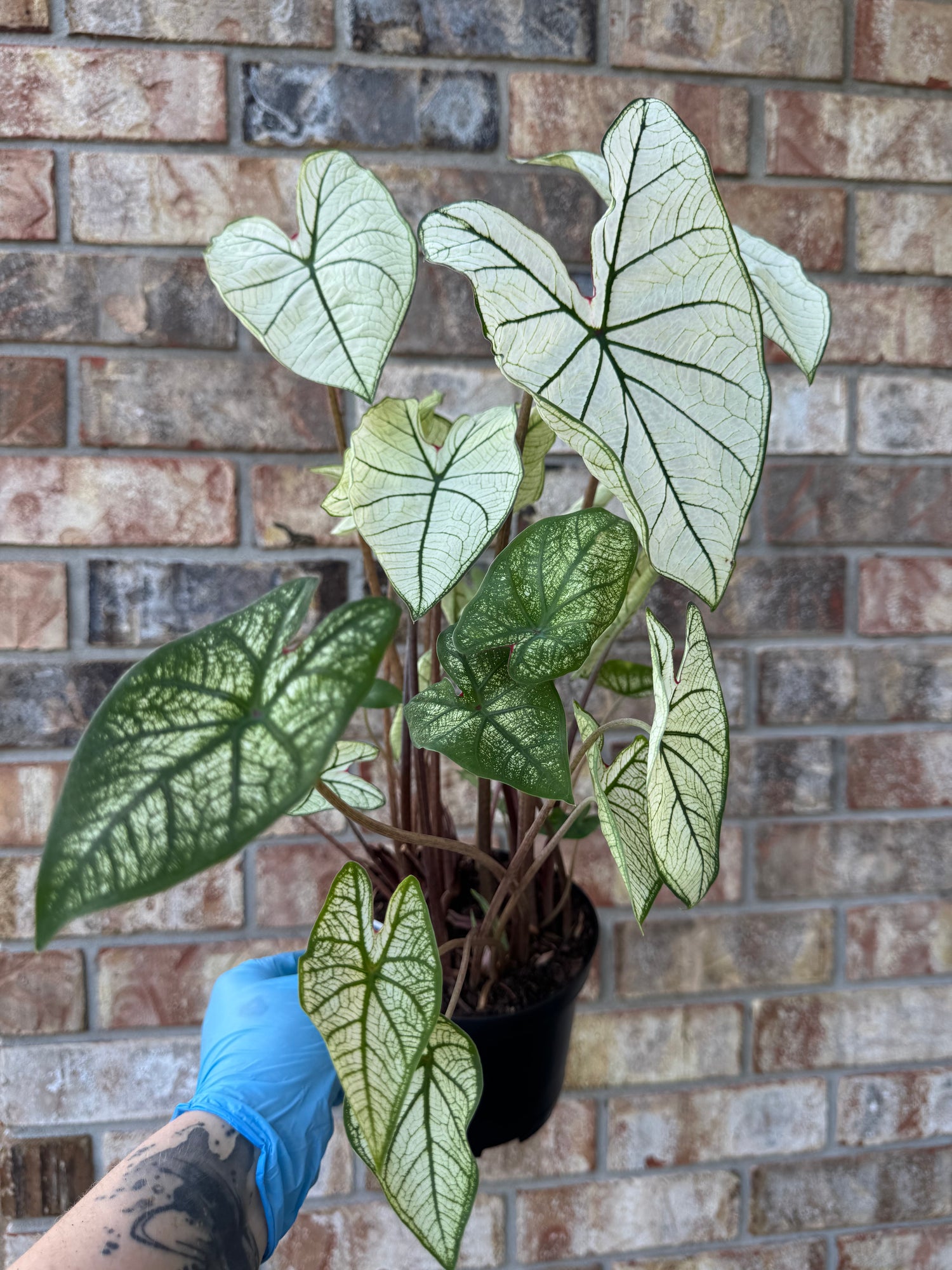 Plants