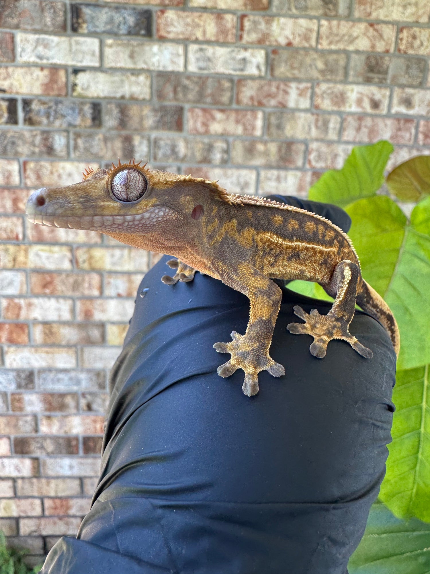 Reptiles