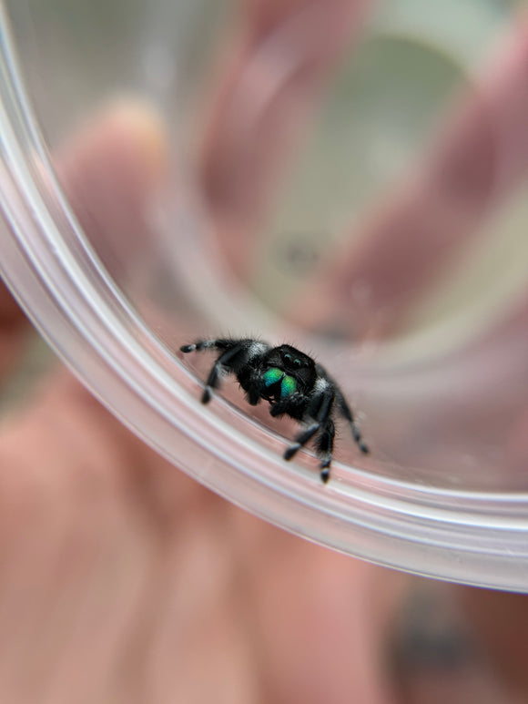 Phidippus Regius Adult Male Pet ID: 11072415