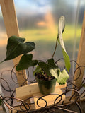 Anthurium Clarinervium Hybrid
