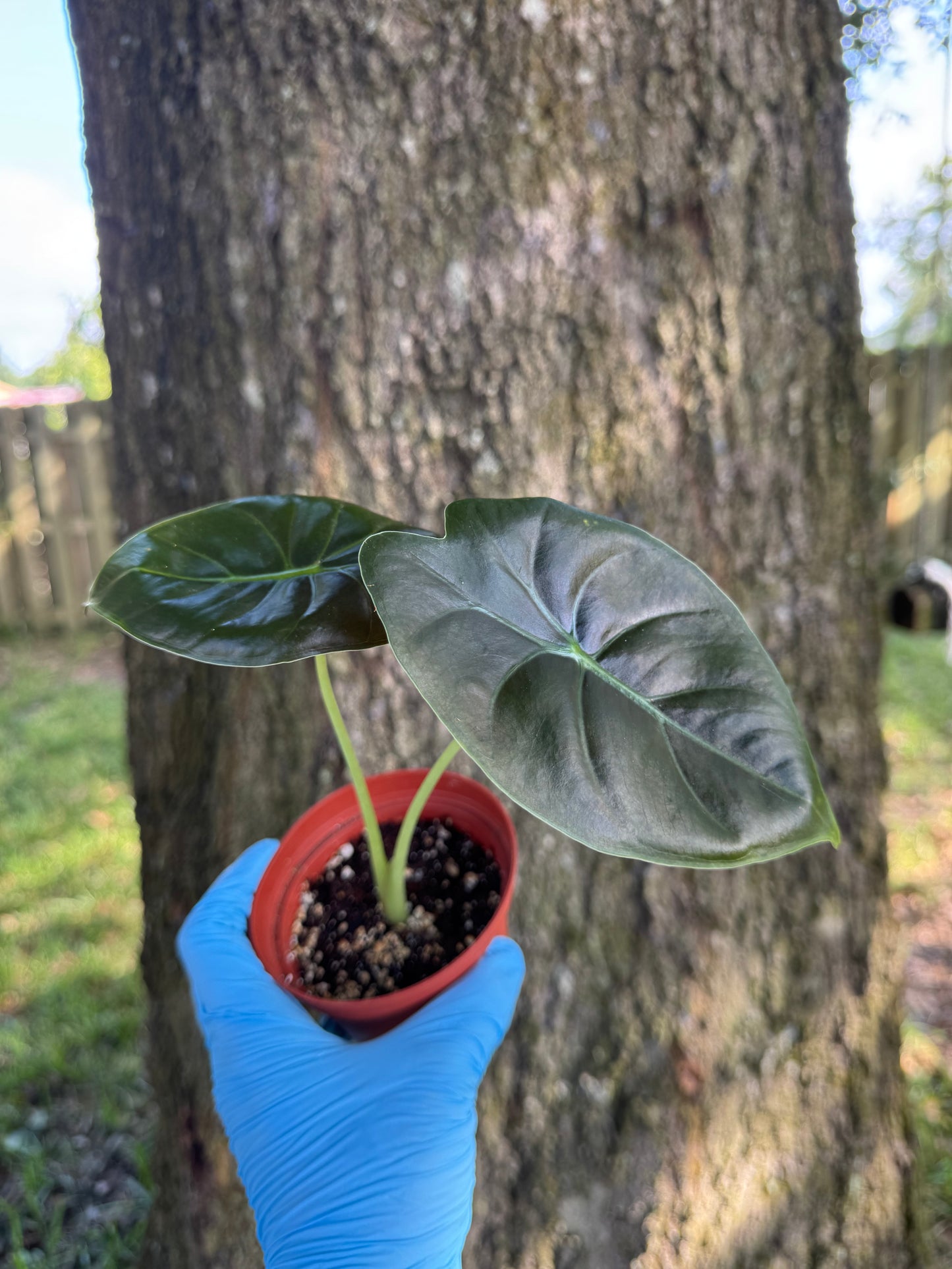 Alocasia Golden Bone