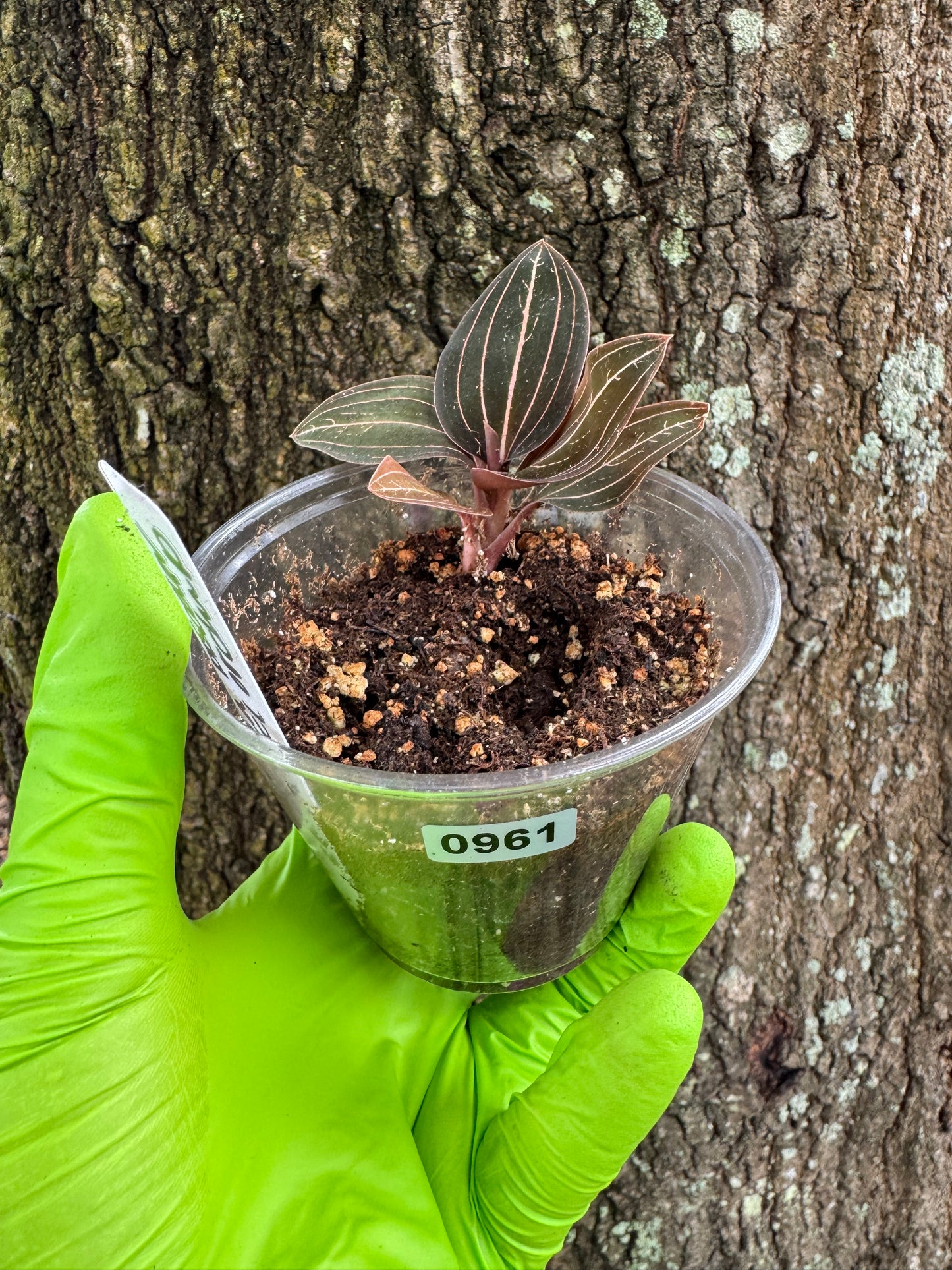 0961 | 3.5” Ludisia Discolor Jewel Orchid