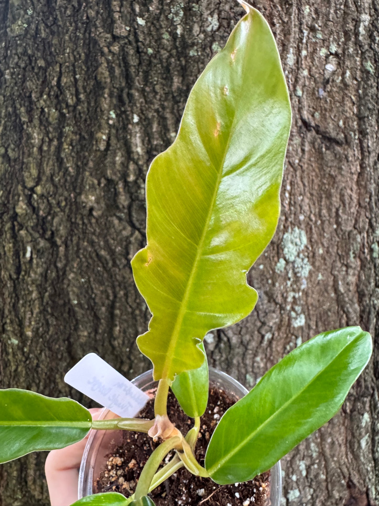 0995 | 3.5” Philodendron Jungle Boogie