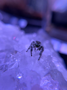 Phidippus Regius Adult Female Angel