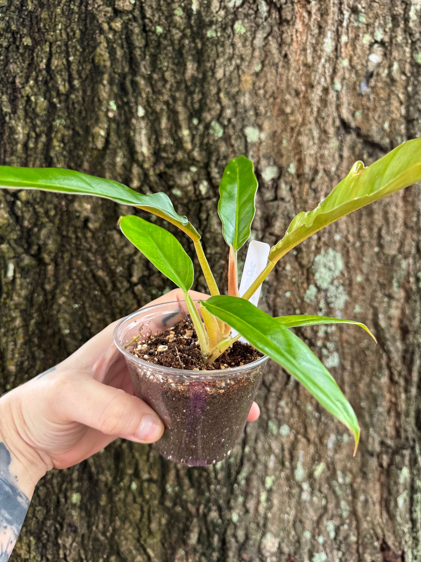 0995 | 3.5” Philodendron Jungle Boogie