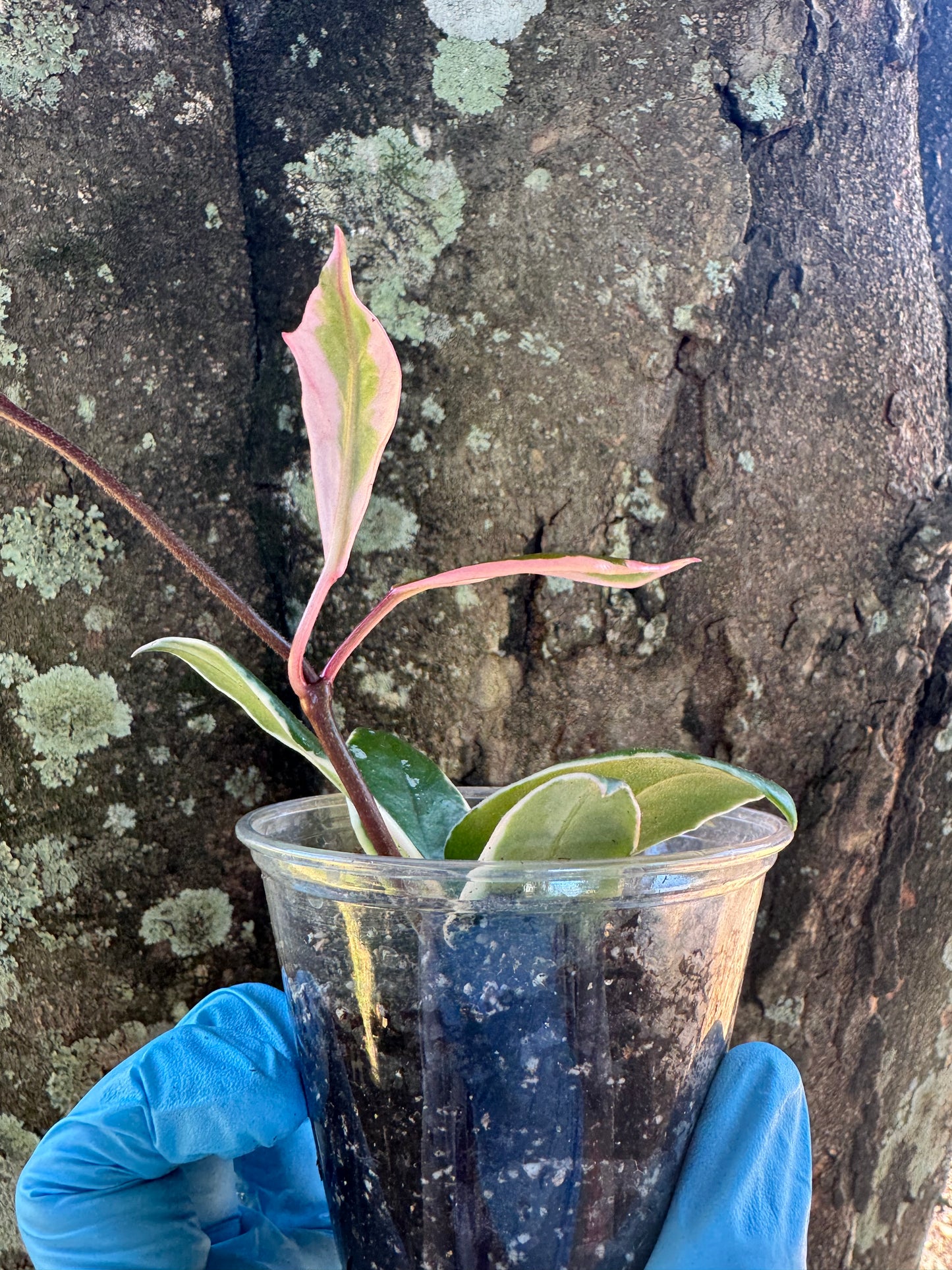1039 | 3.5” Hoya Carnosa Purple Pride