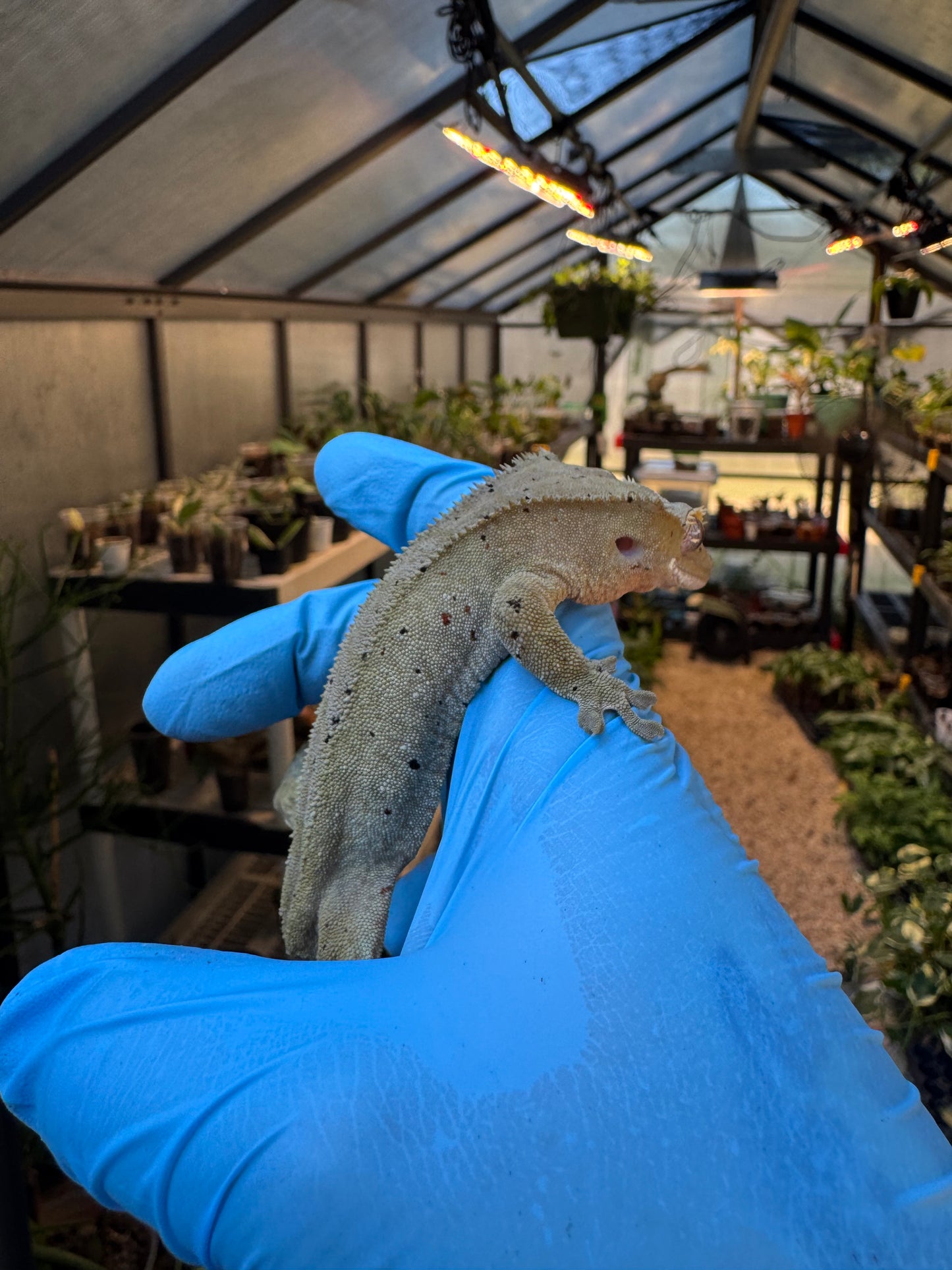 Dalmatian w/ Red Ink Spots Crested Gecko 27g Female