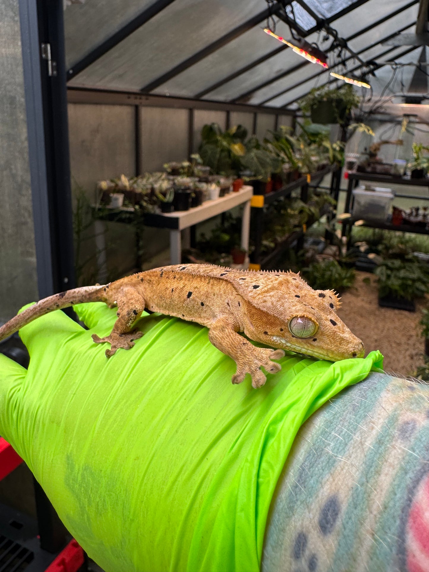 Brindle Dalmatian Crested Gecko 22g NPV