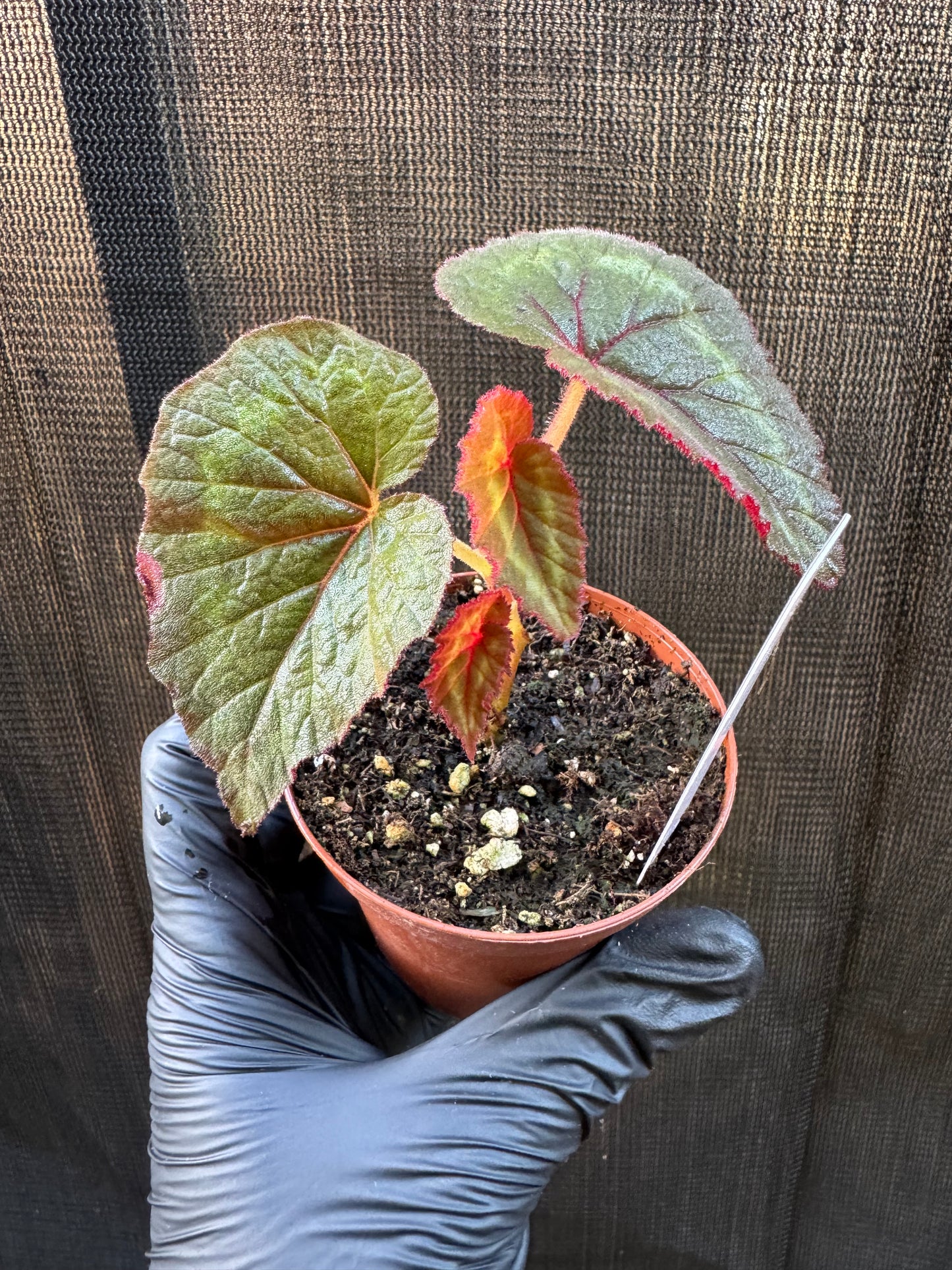 1207 | 3" Begonia Cathayana