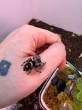 Phidippus Regius XL Adult Female Pet ID: 10312410