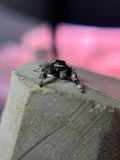 Phidippus Regius Adult Female Mazy